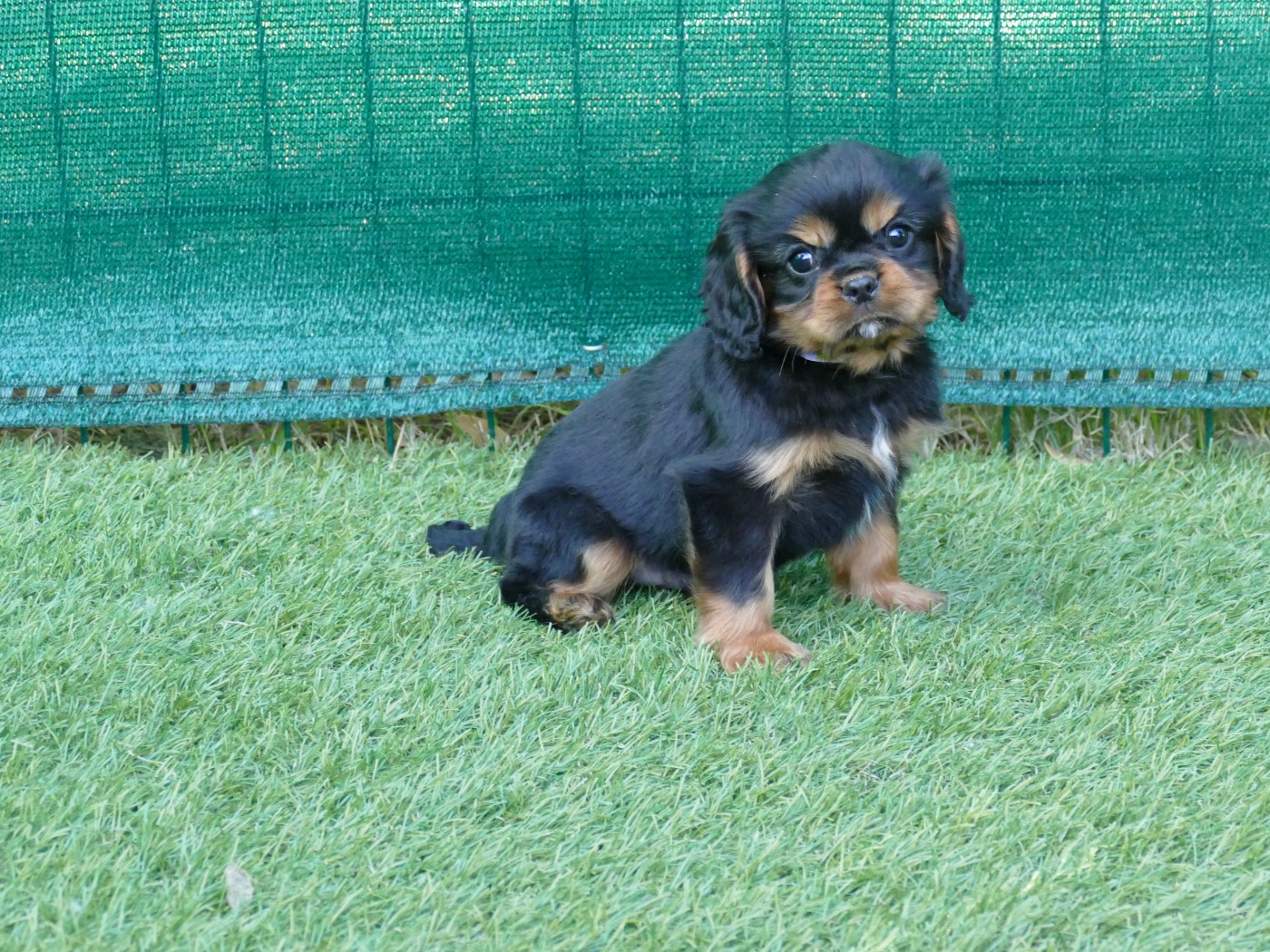 Du Temps Des Amazones - Chiots disponibles - Cavalier King Charles Spaniel