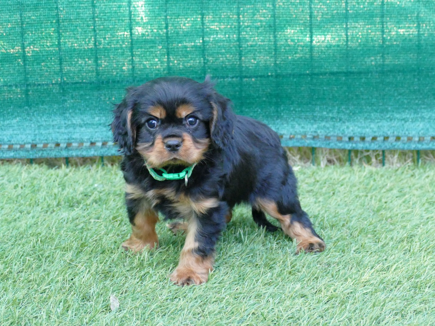 Du Temps Des Amazones - Chiots disponibles - Cavalier King Charles Spaniel