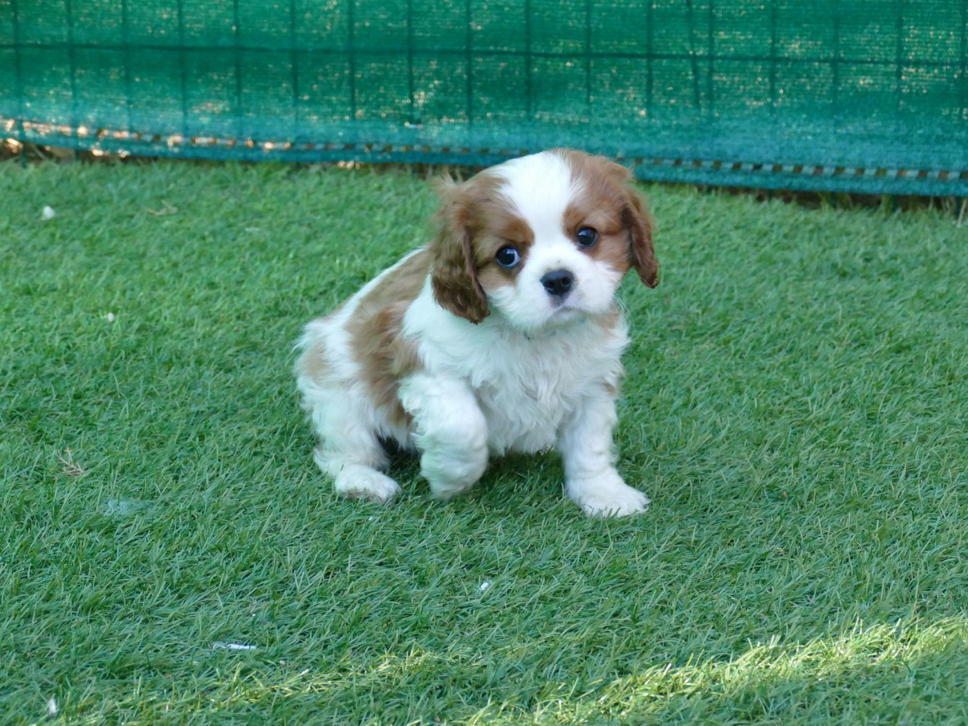 Du Temps Des Amazones - Chiots disponibles - Cavalier King Charles Spaniel