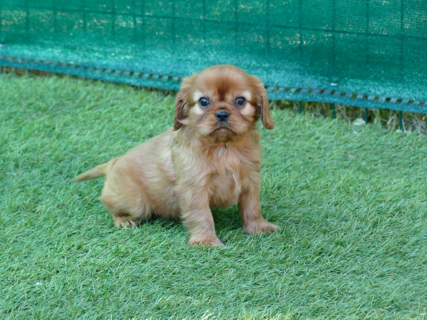 Du Temps Des Amazones - Chiots disponibles - Cavalier King Charles Spaniel