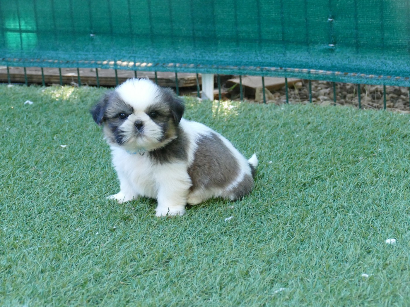 Du Temps Des Amazones - Chiots disponibles - Shih Tzu