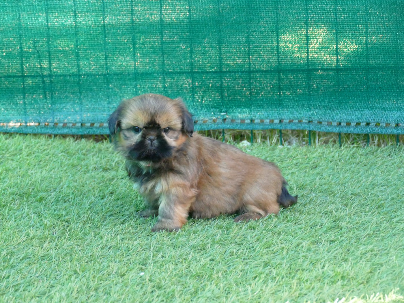 Du Temps Des Amazones - Chiots disponibles - Shih Tzu