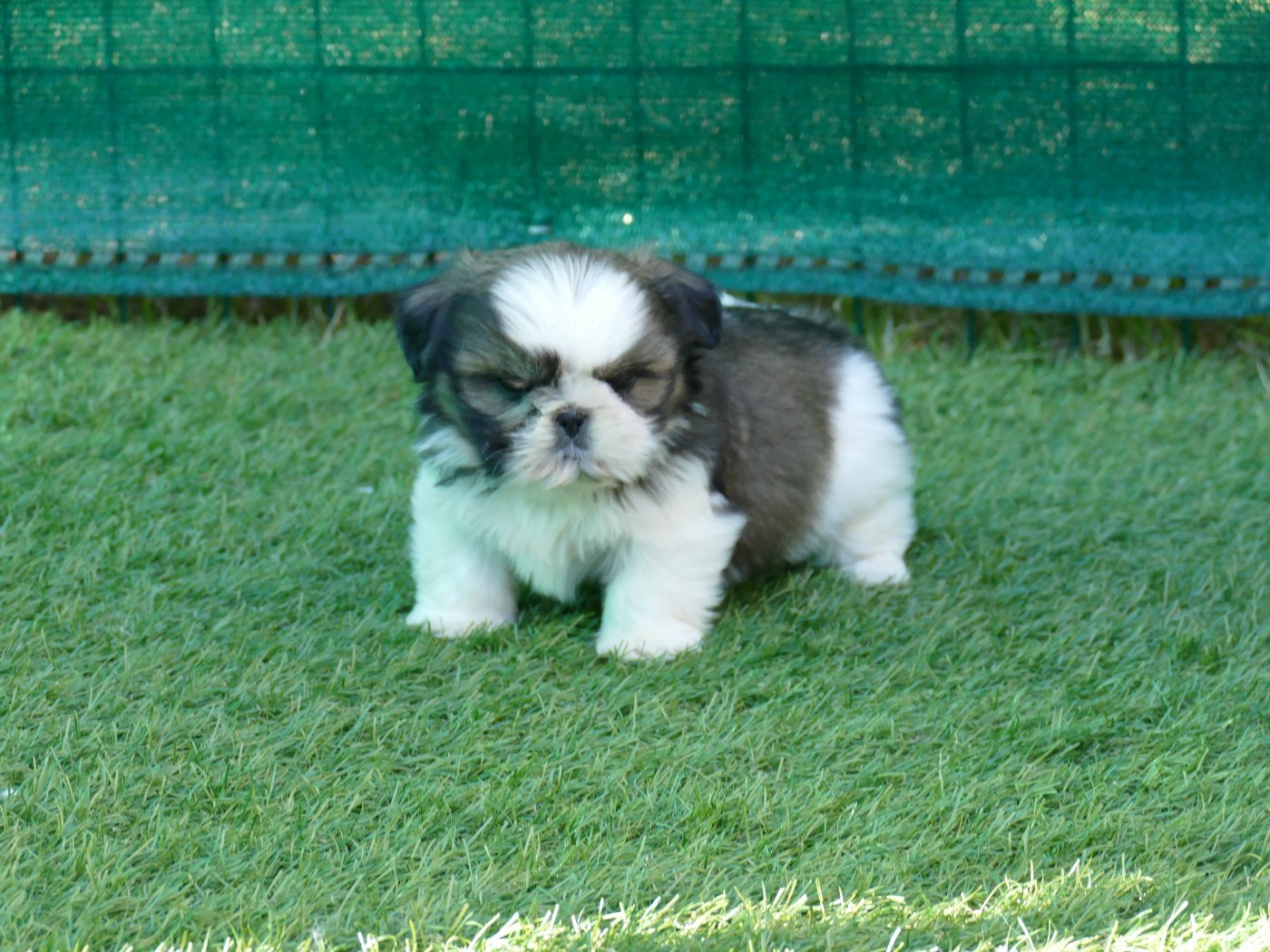 Du Temps Des Amazones - Chiots disponibles - Shih Tzu