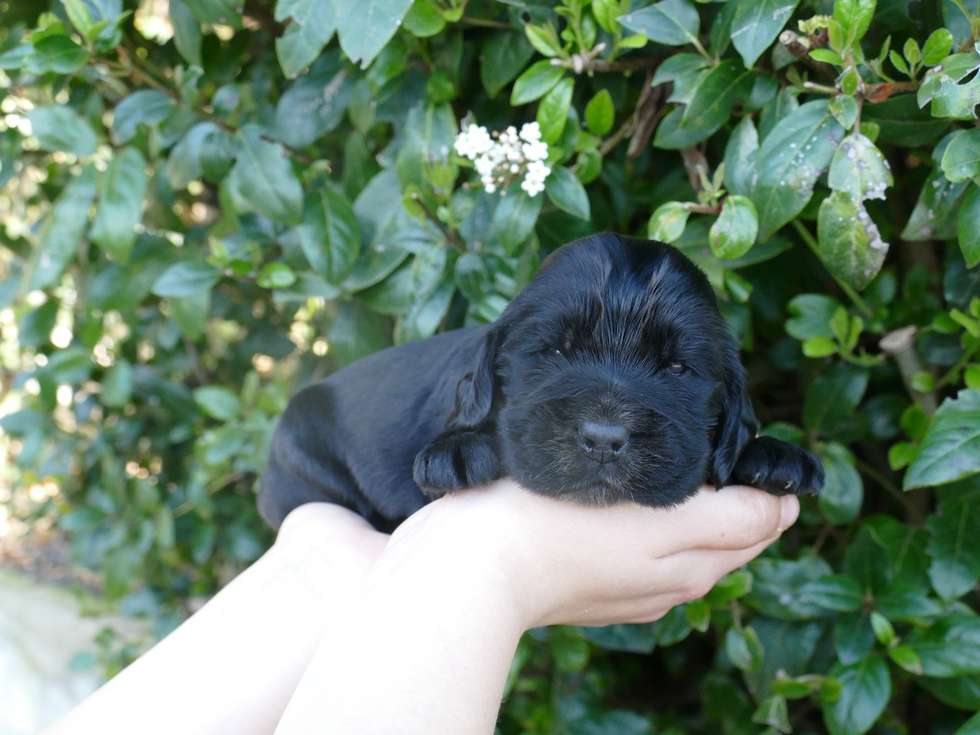 Du Temps Des Amazones - Chiots disponibles - Cocker Spaniel Anglais