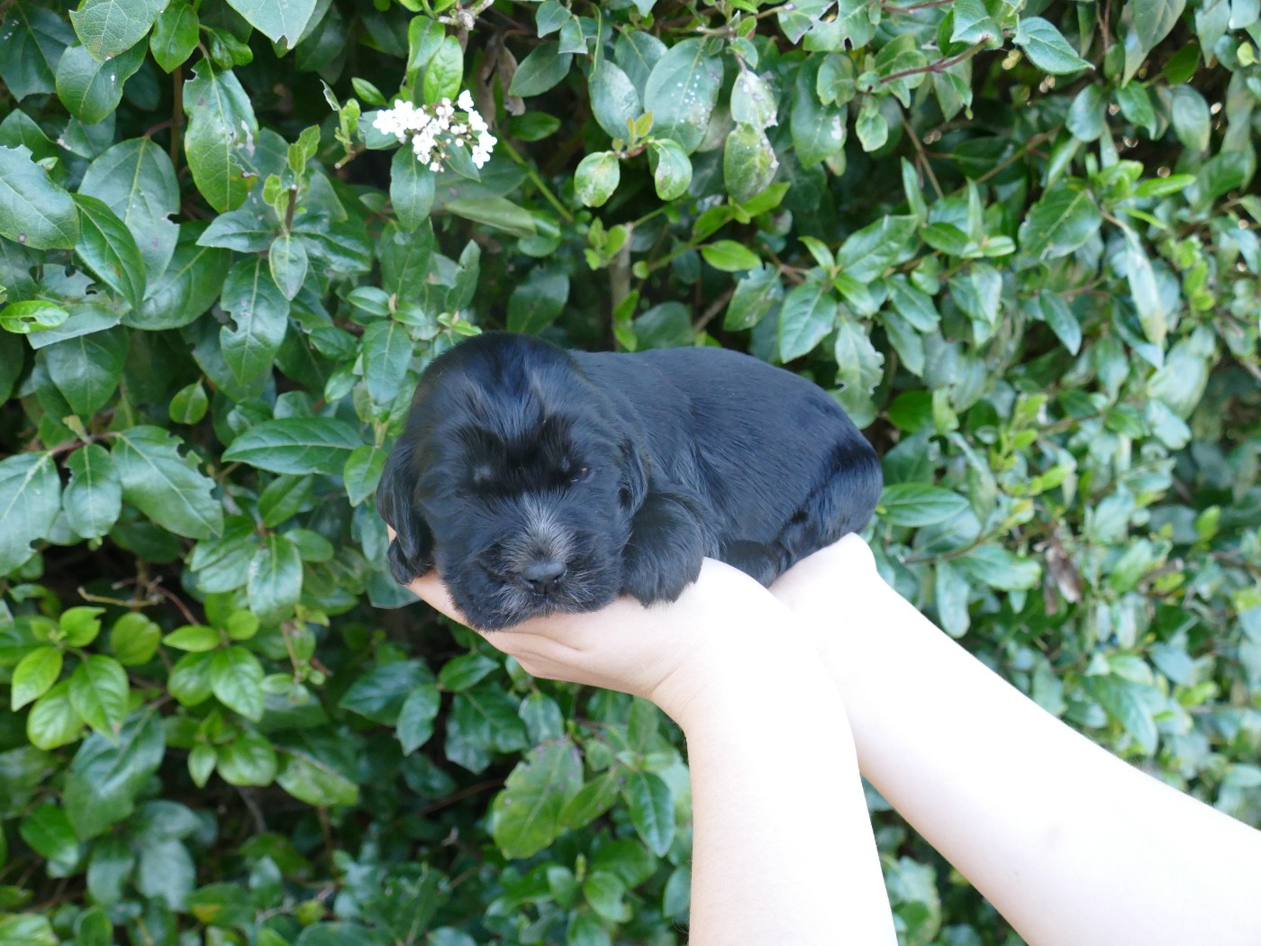 Du Temps Des Amazones - Chiots disponibles - Cocker Spaniel Anglais