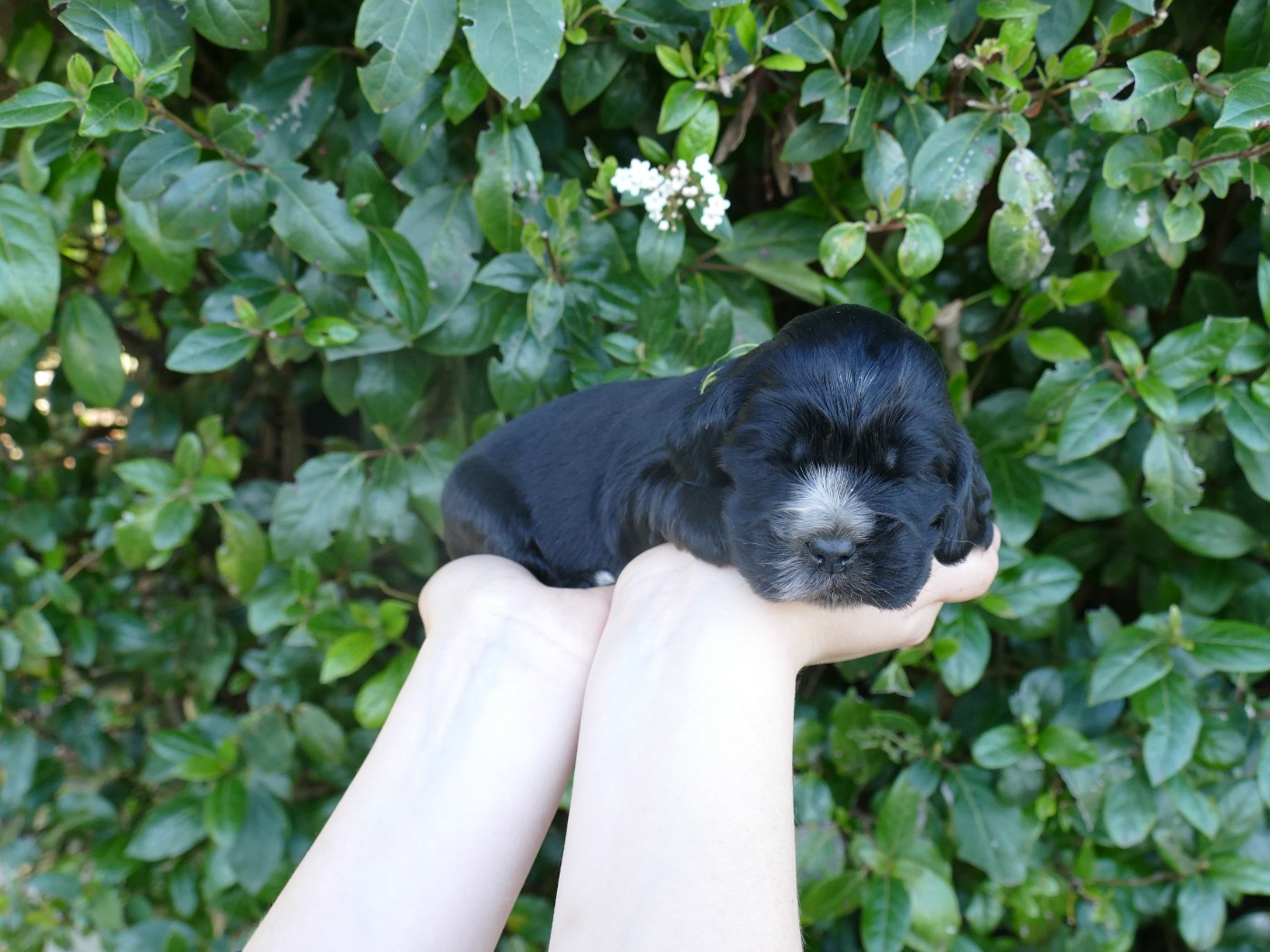 Du Temps Des Amazones - Chiots disponibles - Cocker Spaniel Anglais