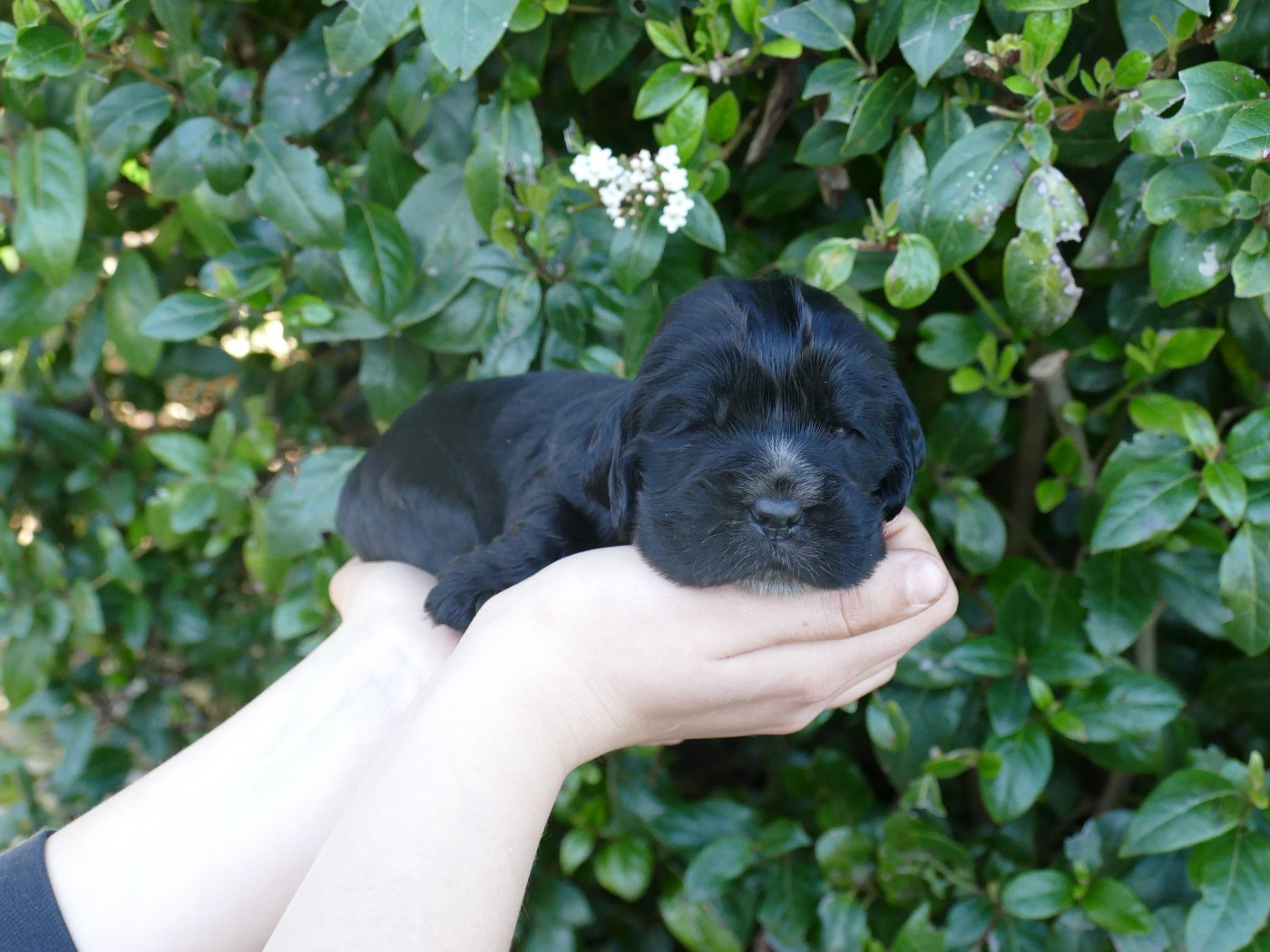 Du Temps Des Amazones - Chiots disponibles - Cocker Spaniel Anglais