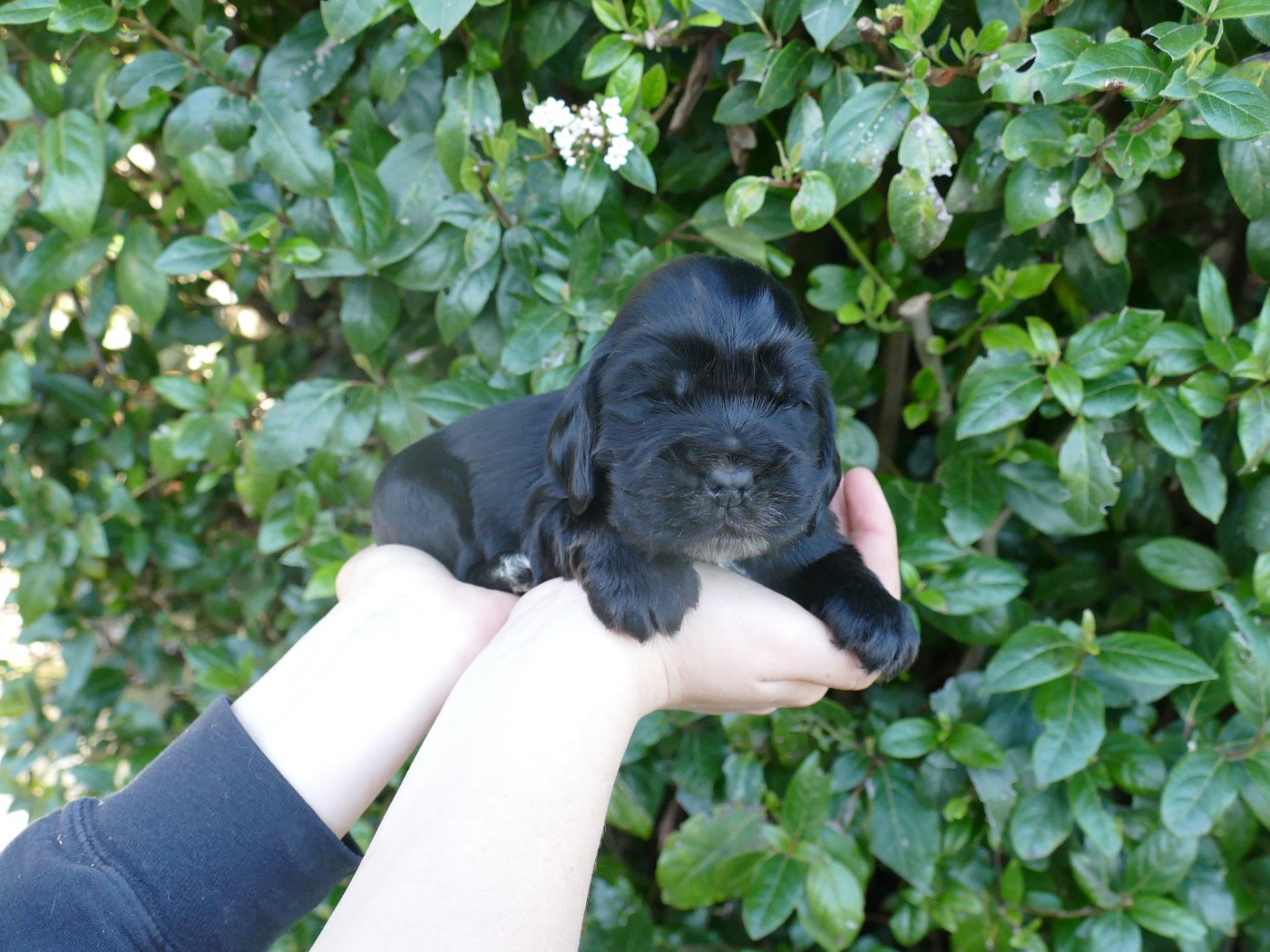 Du Temps Des Amazones - Chiots disponibles - Cocker Spaniel Anglais