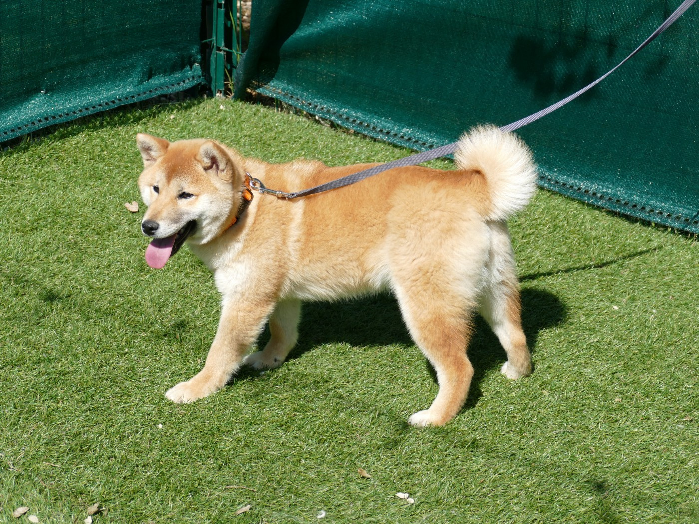 Du Temps Des Amazones - Chiots disponibles - Shiba