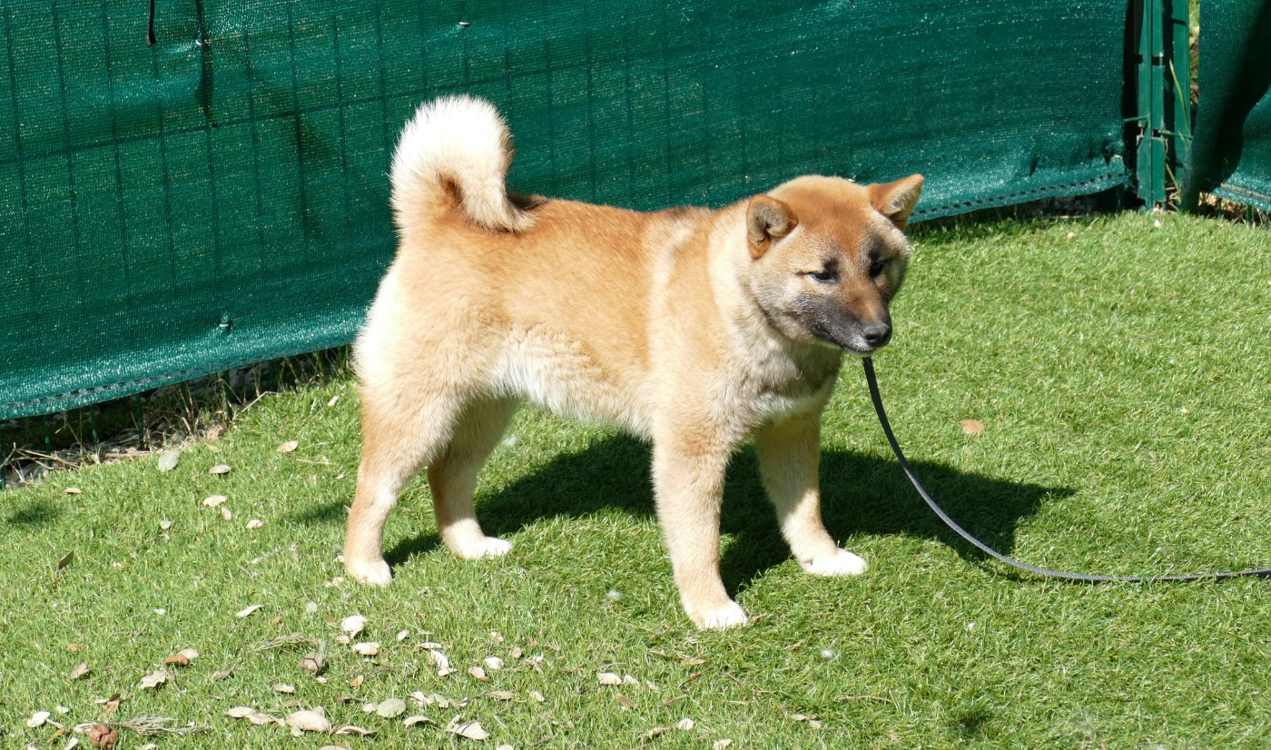 Du Temps Des Amazones - Chiots disponibles - Shiba