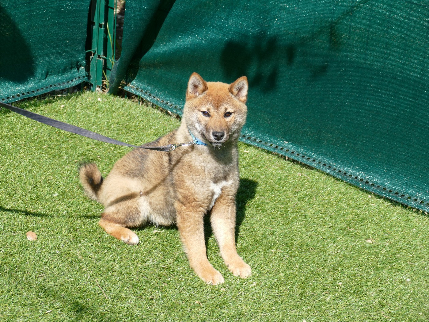 Du Temps Des Amazones - Chiots disponibles - Shiba