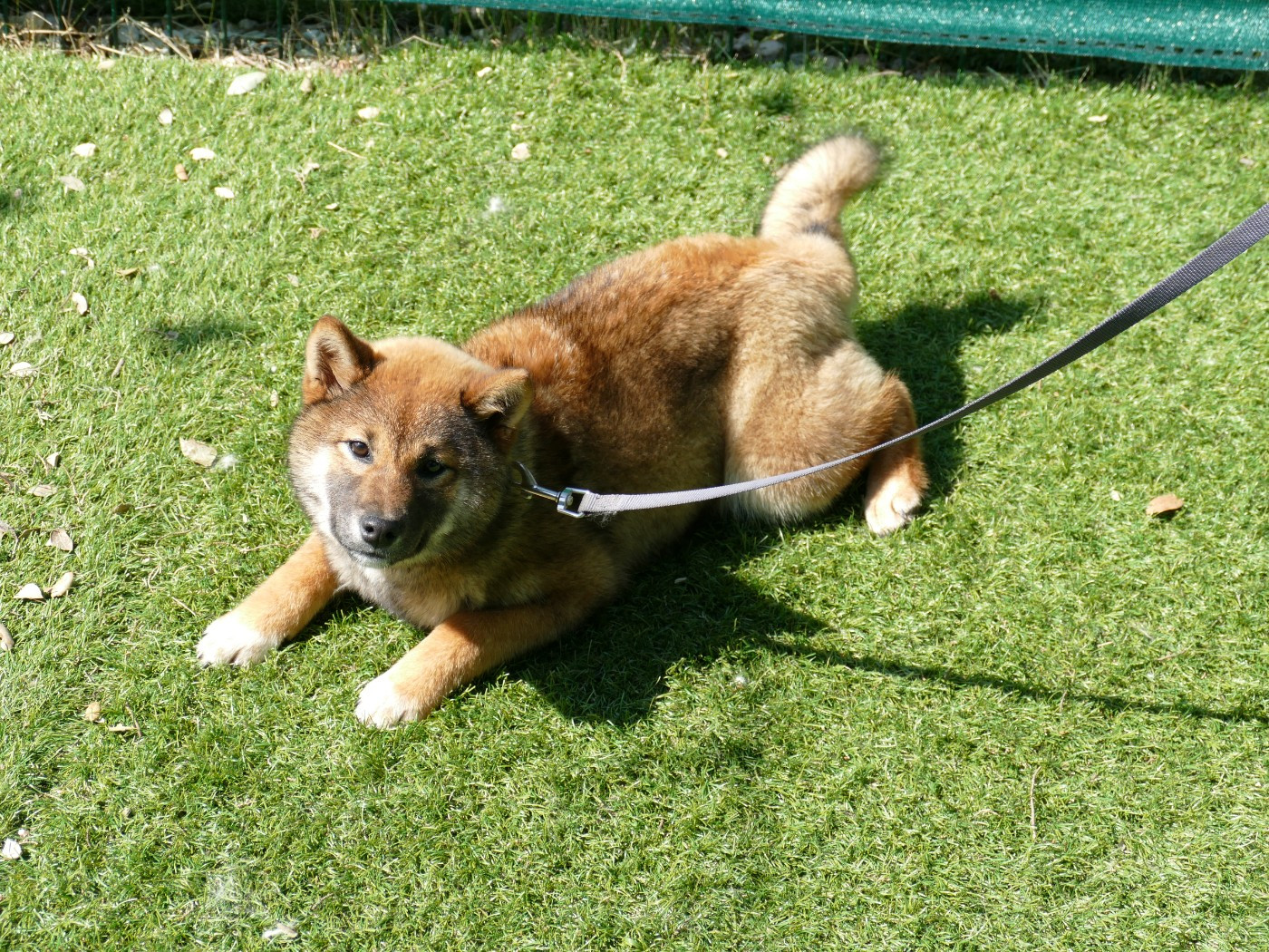 Du Temps Des Amazones - Chiots disponibles - Shiba