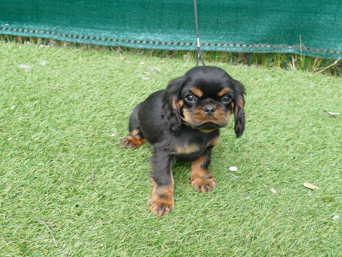 Du Temps Des Amazones - Chiots disponibles - Cavalier King Charles Spaniel