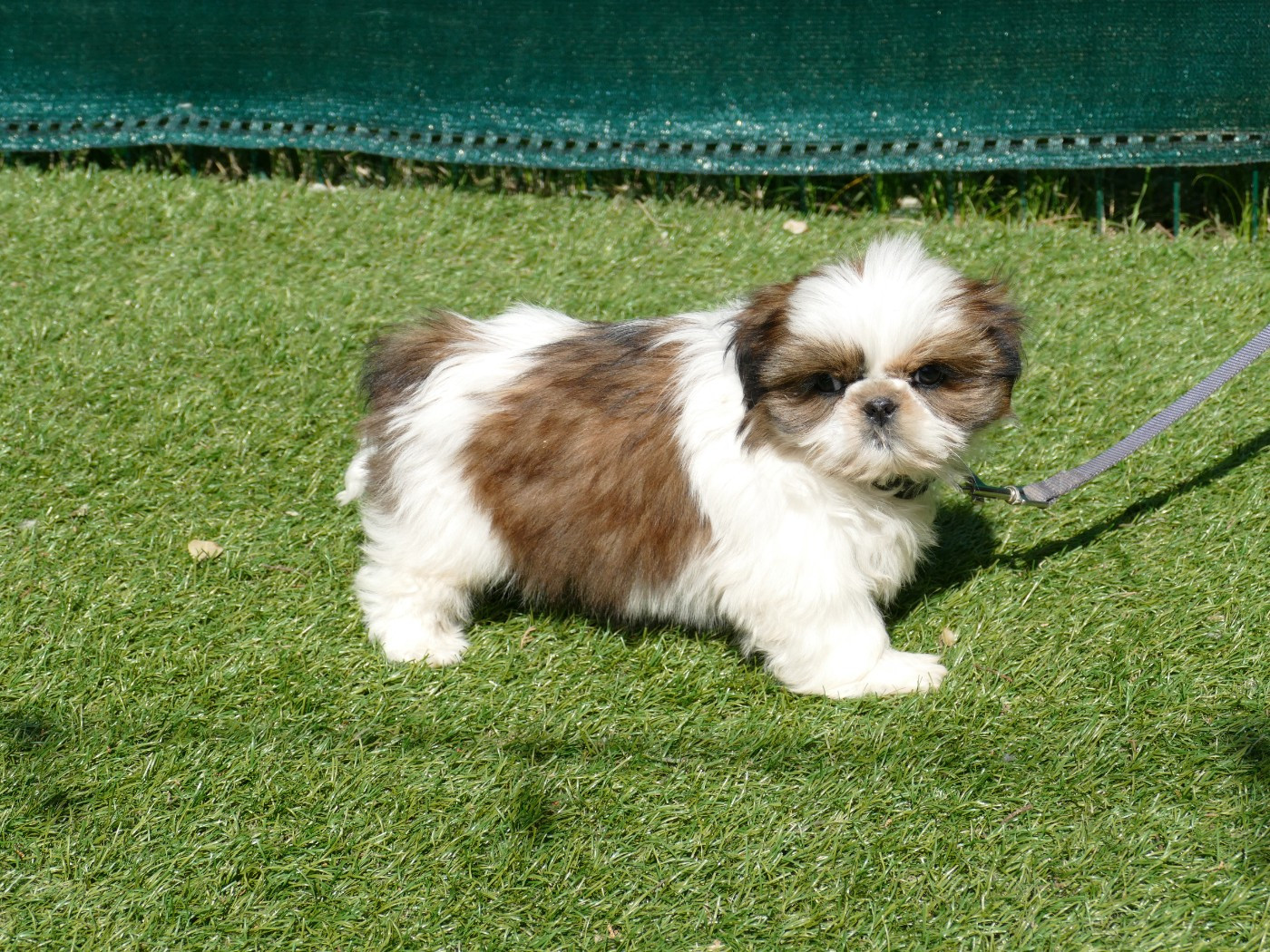 Du Temps Des Amazones - Chiots disponibles - Shih Tzu