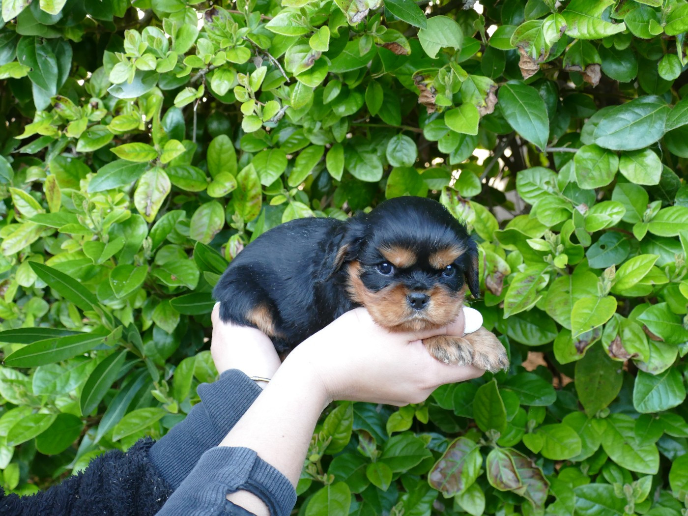 Du Temps Des Amazones - Chiots disponibles - Cavalier King Charles Spaniel