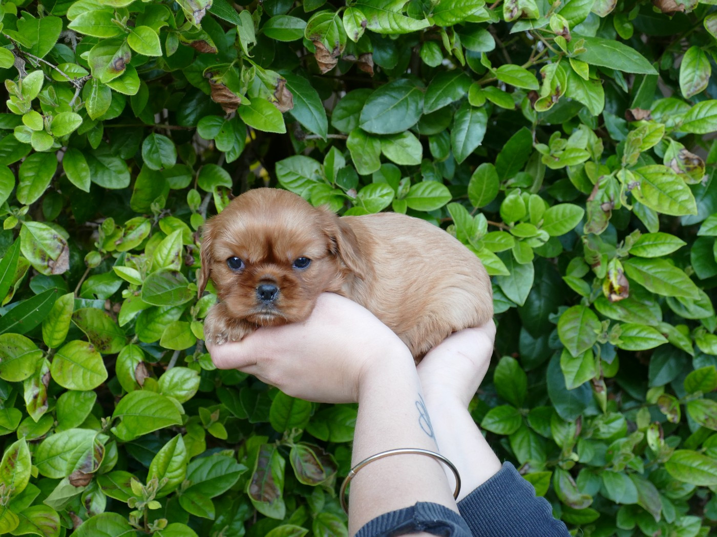 Du Temps Des Amazones - Chiots disponibles - Cavalier King Charles Spaniel
