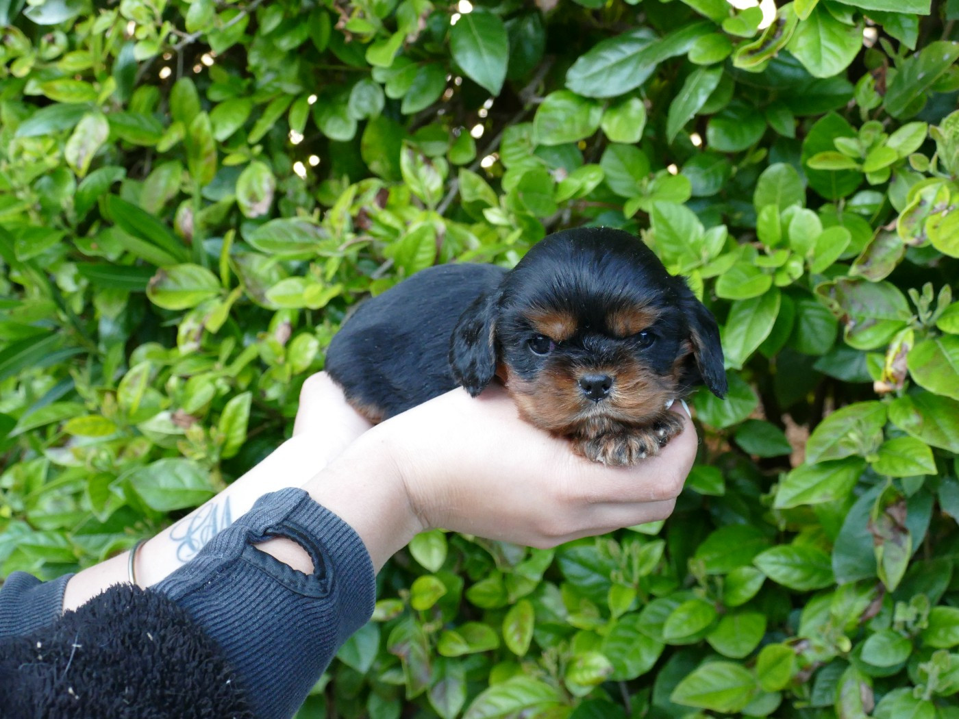 Du Temps Des Amazones - Chiots disponibles - Cavalier King Charles Spaniel