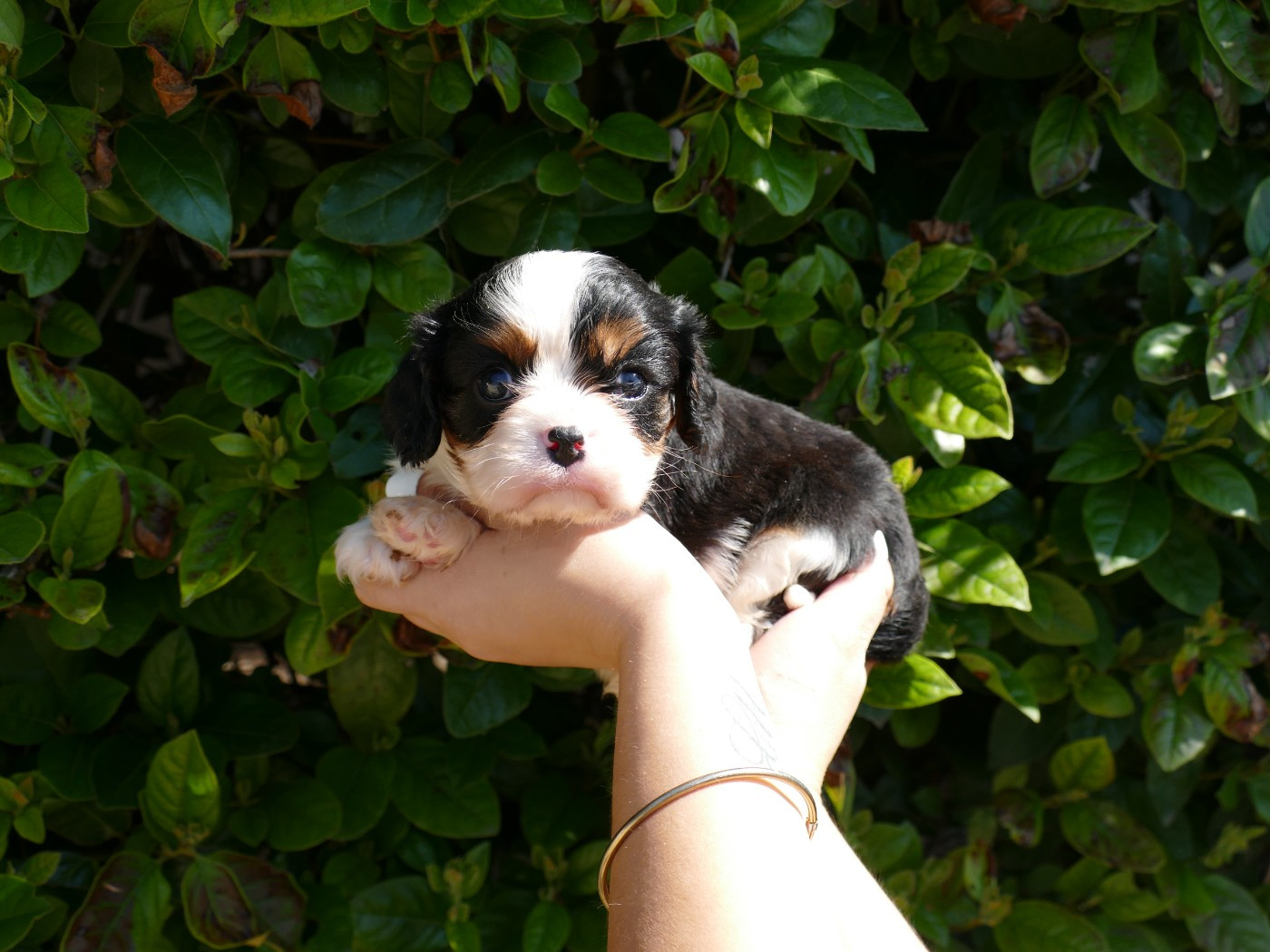 Du Temps Des Amazones - Chiots disponibles - Cavalier King Charles Spaniel