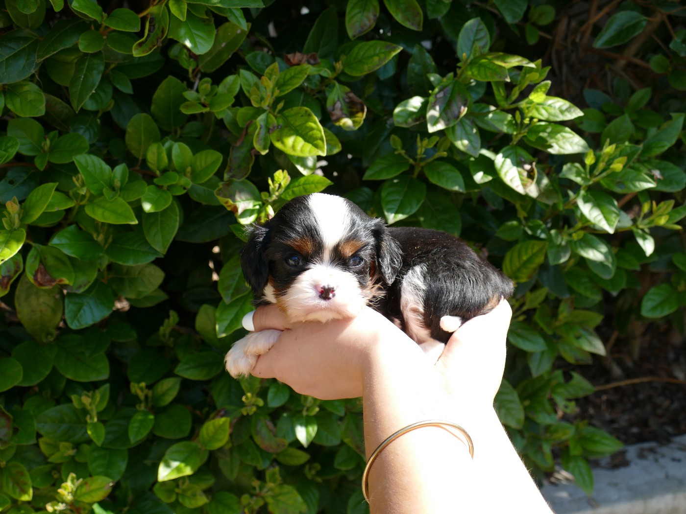 Du Temps Des Amazones - Chiots disponibles - Cavalier King Charles Spaniel