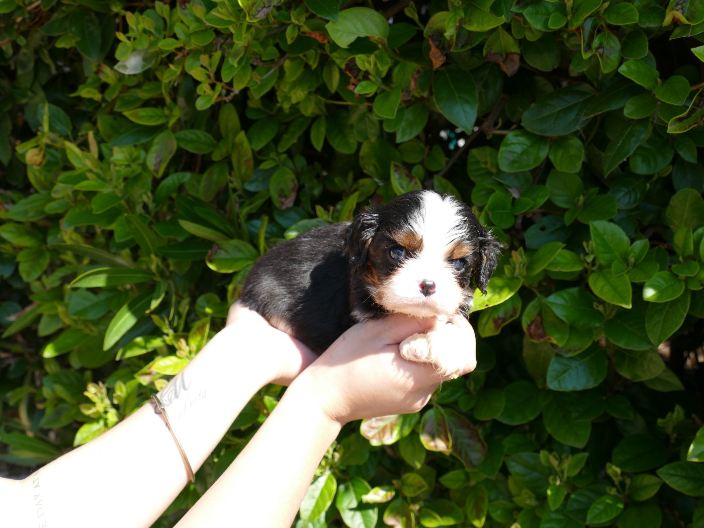 Du Temps Des Amazones - Chiots disponibles - Cavalier King Charles Spaniel