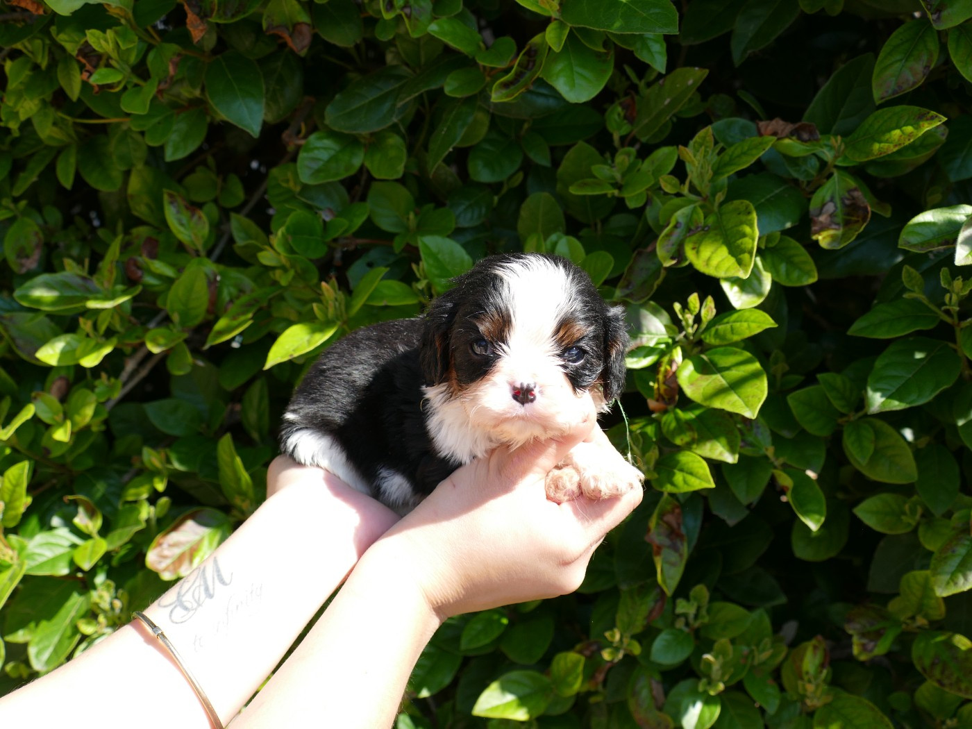 Du Temps Des Amazones - Chiots disponibles - Cavalier King Charles Spaniel