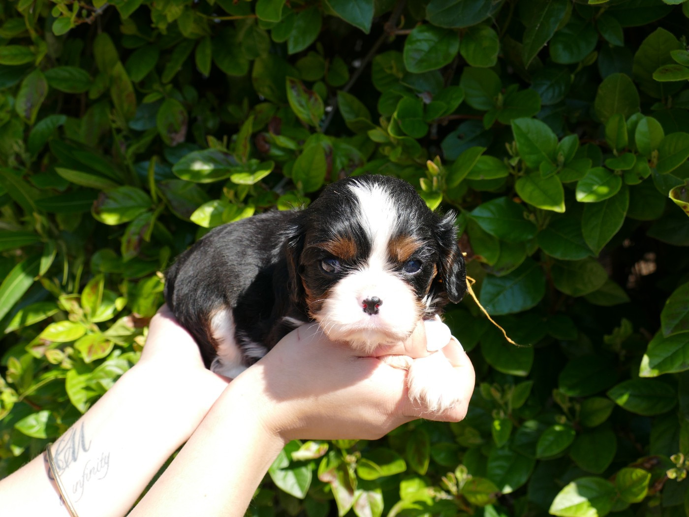 Du Temps Des Amazones - Chiots disponibles - Cavalier King Charles Spaniel