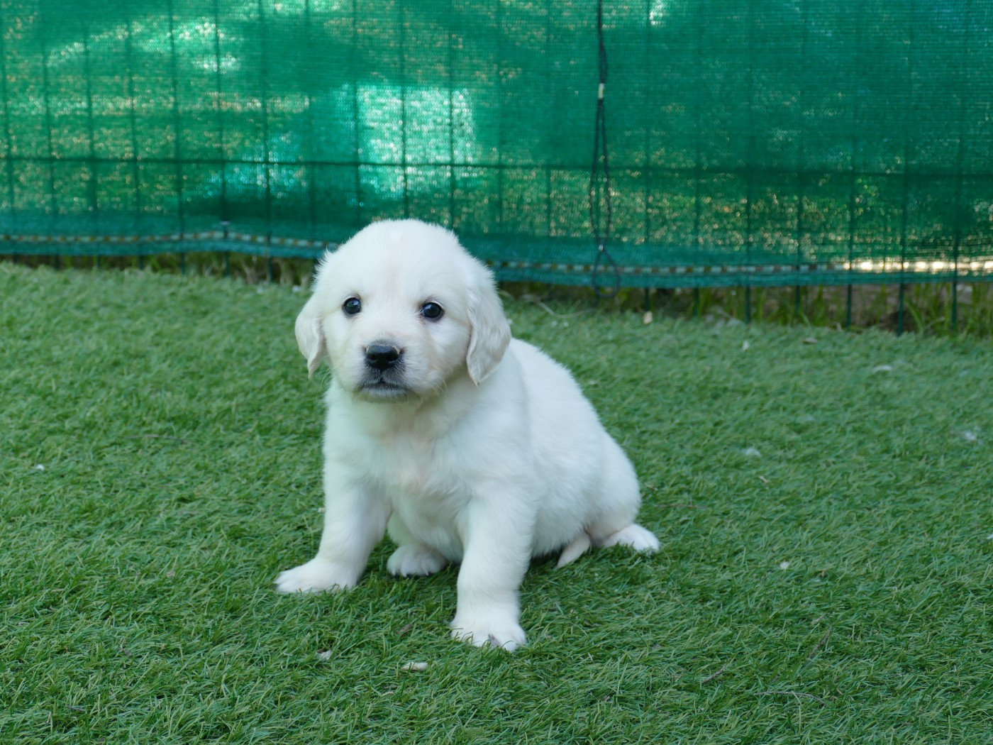Du Temps Des Amazones - Chiots disponibles - Golden Retriever