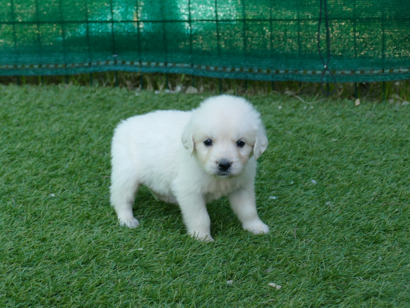 Du Temps Des Amazones - Chiots disponibles - Golden Retriever
