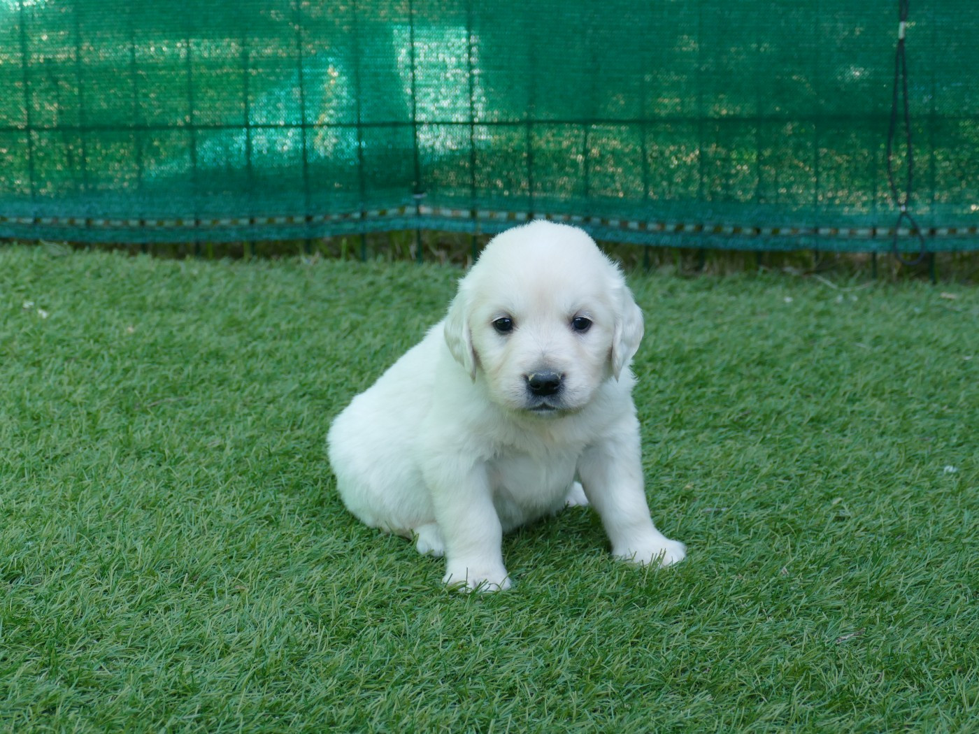 Du Temps Des Amazones - Chiots disponibles - Golden Retriever