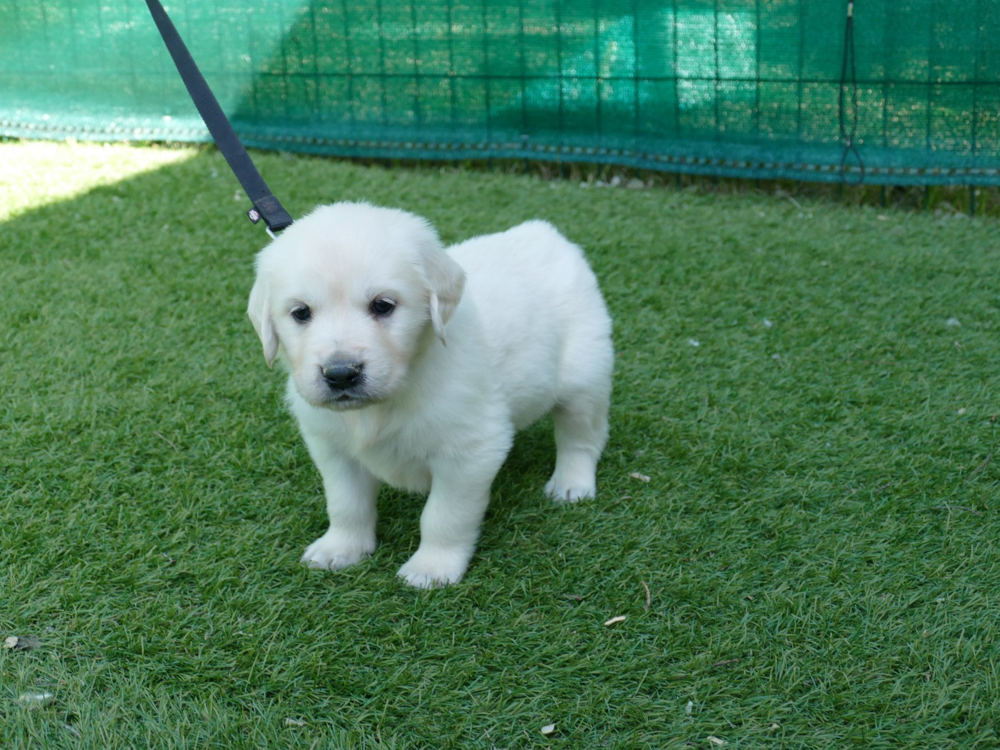 Du Temps Des Amazones - Chiots disponibles - Golden Retriever