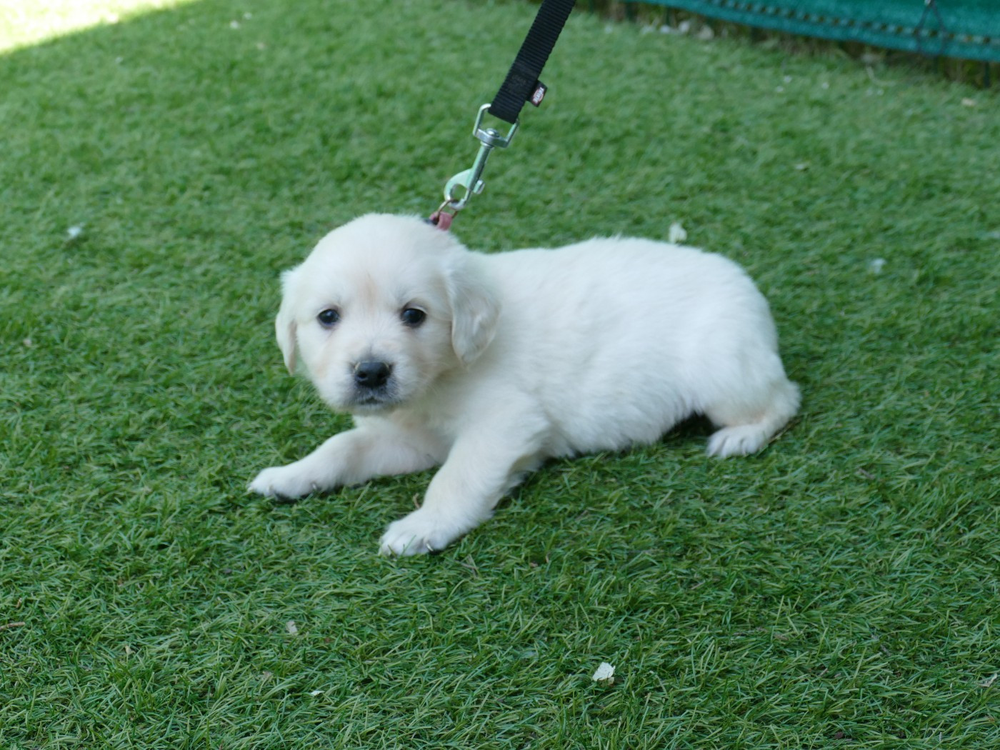 Du Temps Des Amazones - Chiots disponibles - Golden Retriever