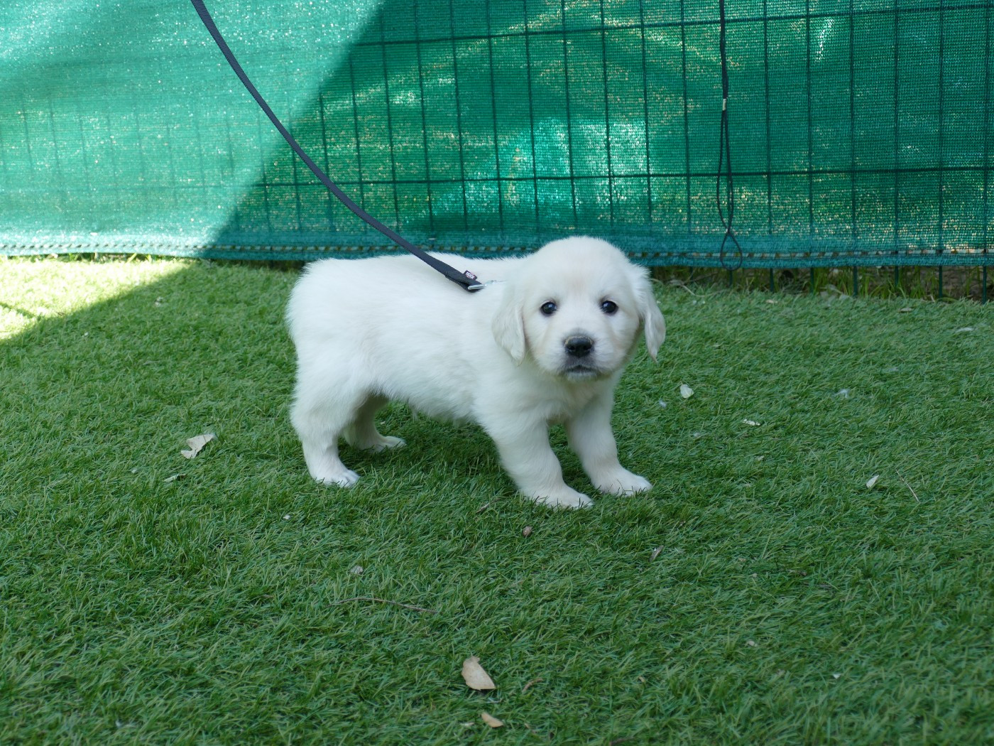 Du Temps Des Amazones - Chiots disponibles - Golden Retriever