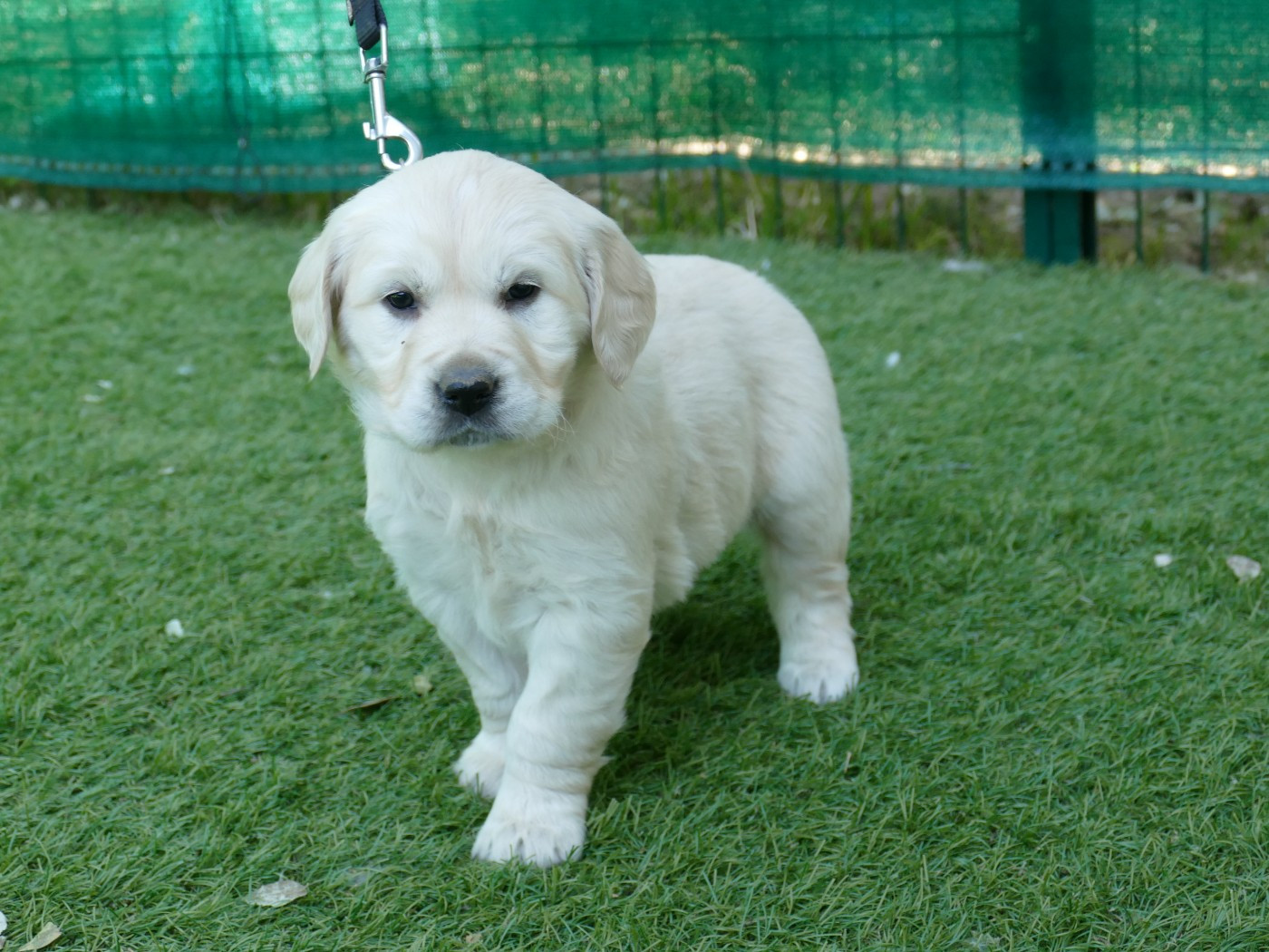 Du Temps Des Amazones - Chiots disponibles - Golden Retriever