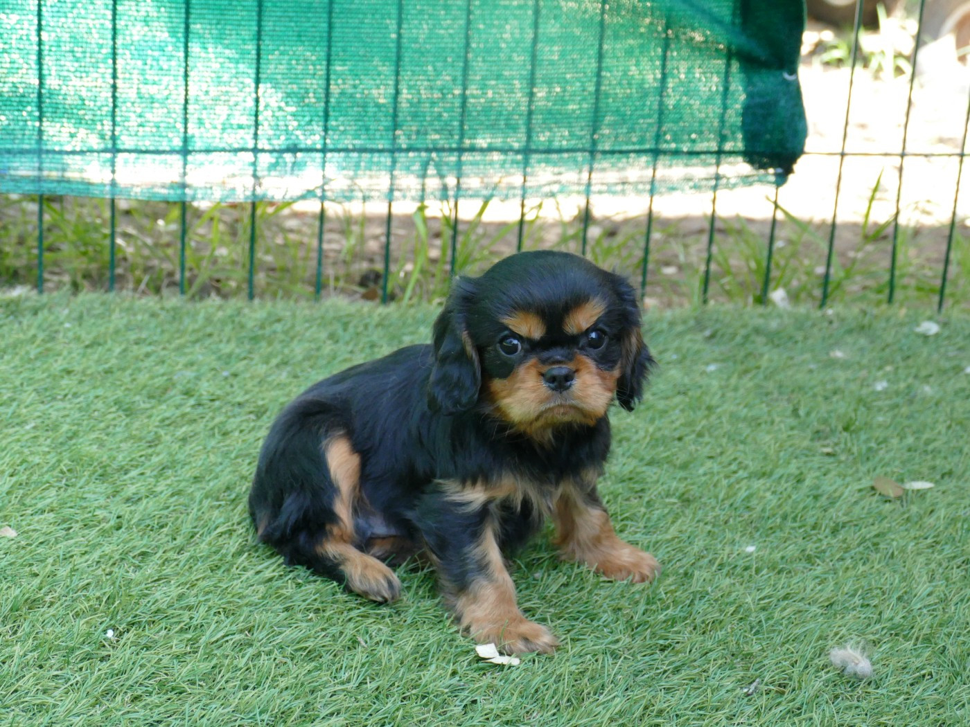 Du Temps Des Amazones - Chiots disponibles - Cavalier King Charles Spaniel