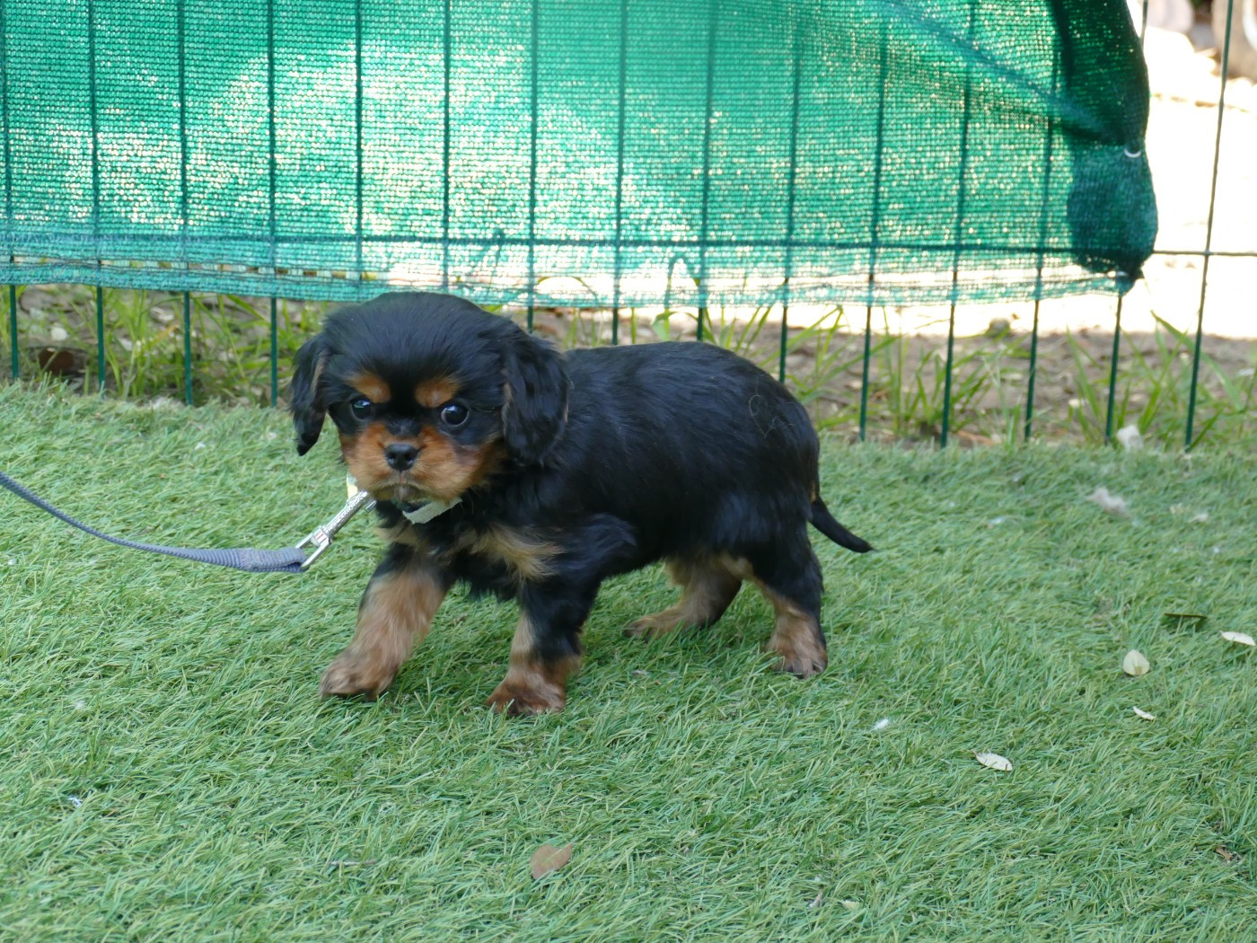 Du Temps Des Amazones - Chiots disponibles - Cavalier King Charles Spaniel