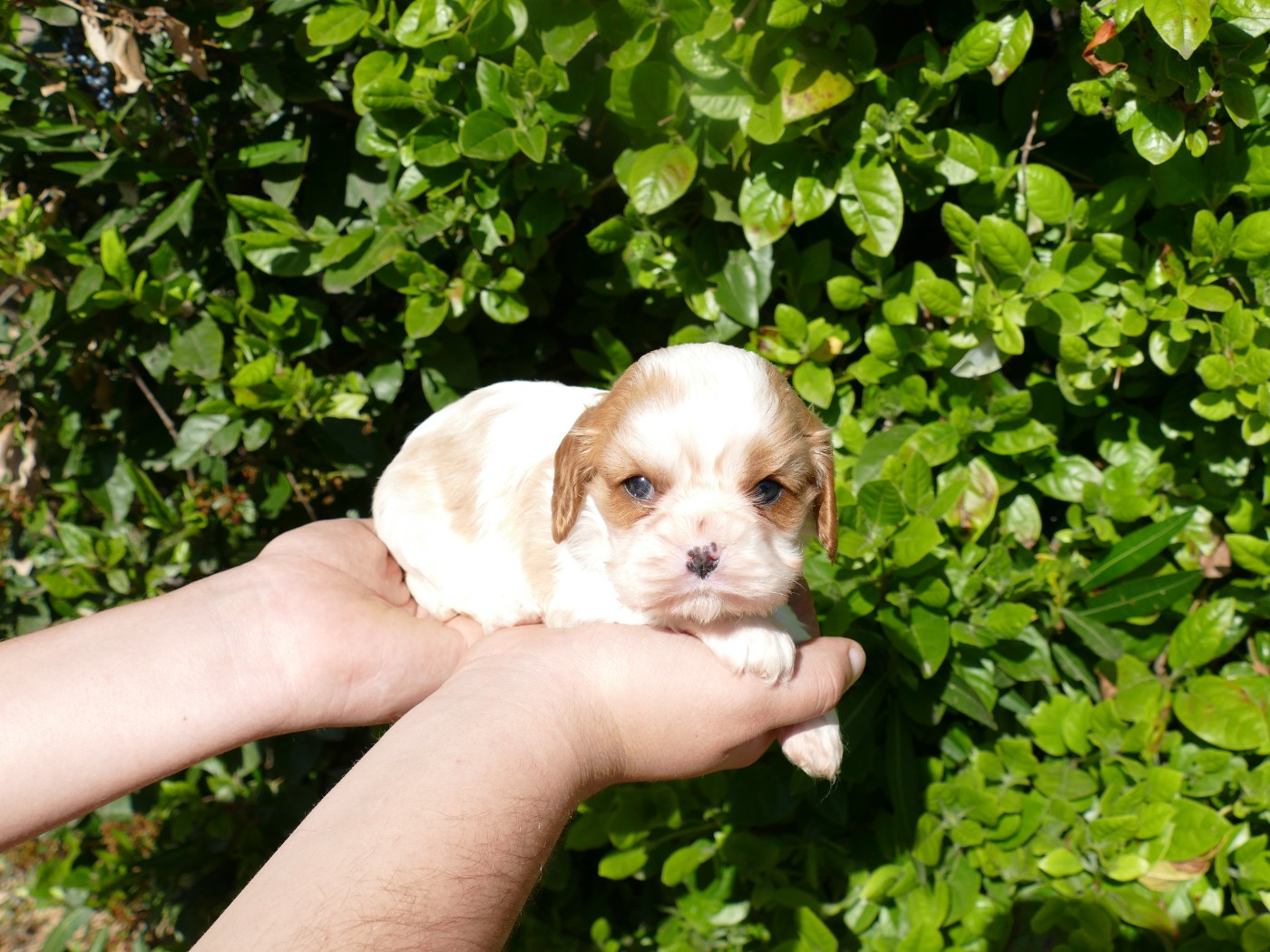 Du Temps Des Amazones - Chiots disponibles - Cavalier King Charles Spaniel