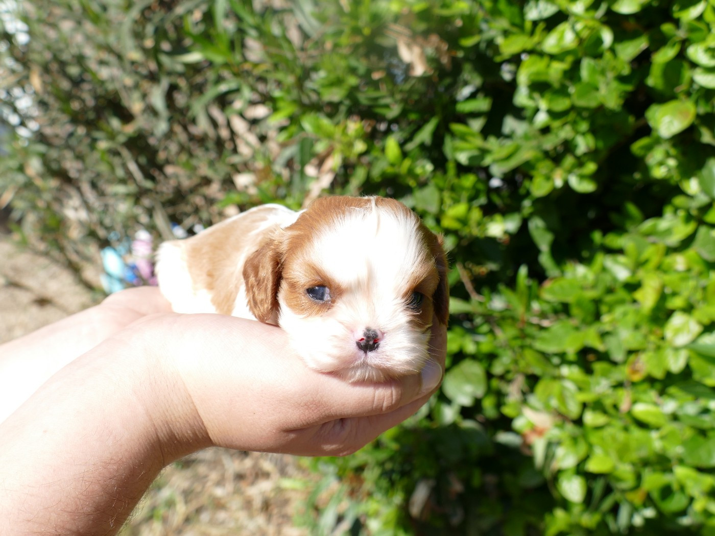 Du Temps Des Amazones - Chiots disponibles - Cavalier King Charles Spaniel