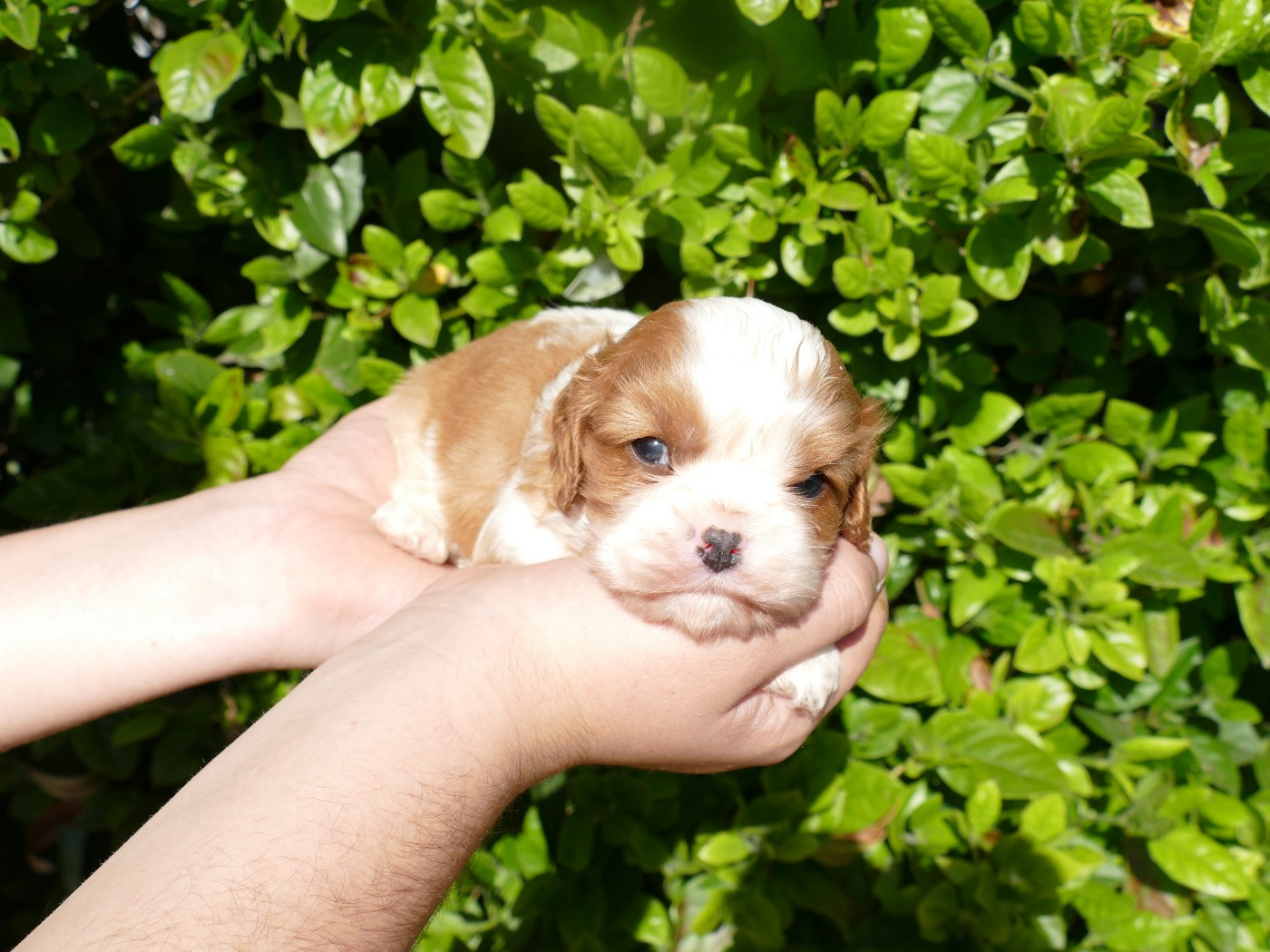 Du Temps Des Amazones - Chiots disponibles - Cavalier King Charles Spaniel