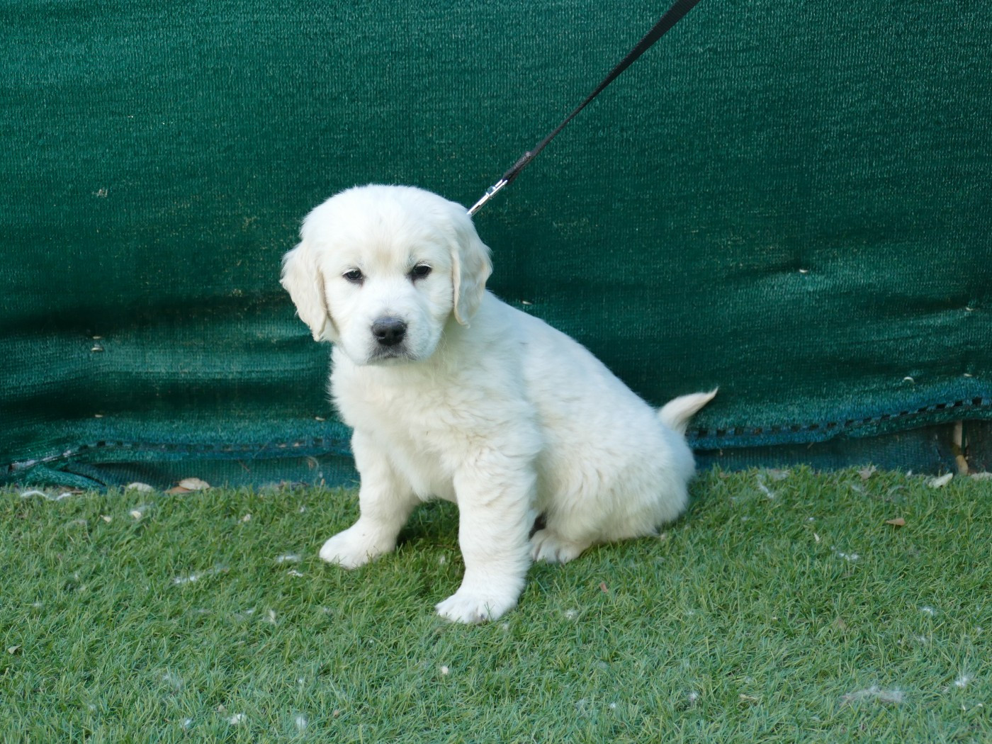Du Temps Des Amazones - Chiots disponibles - Golden Retriever