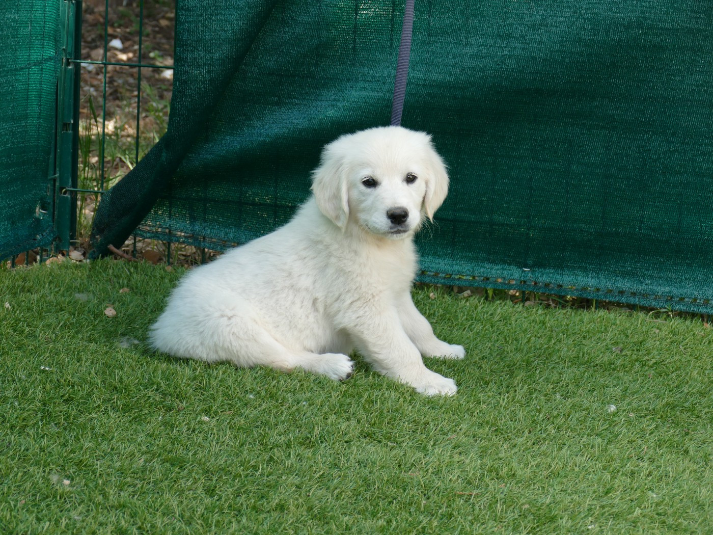 Du Temps Des Amazones - Chiots disponibles - Golden Retriever