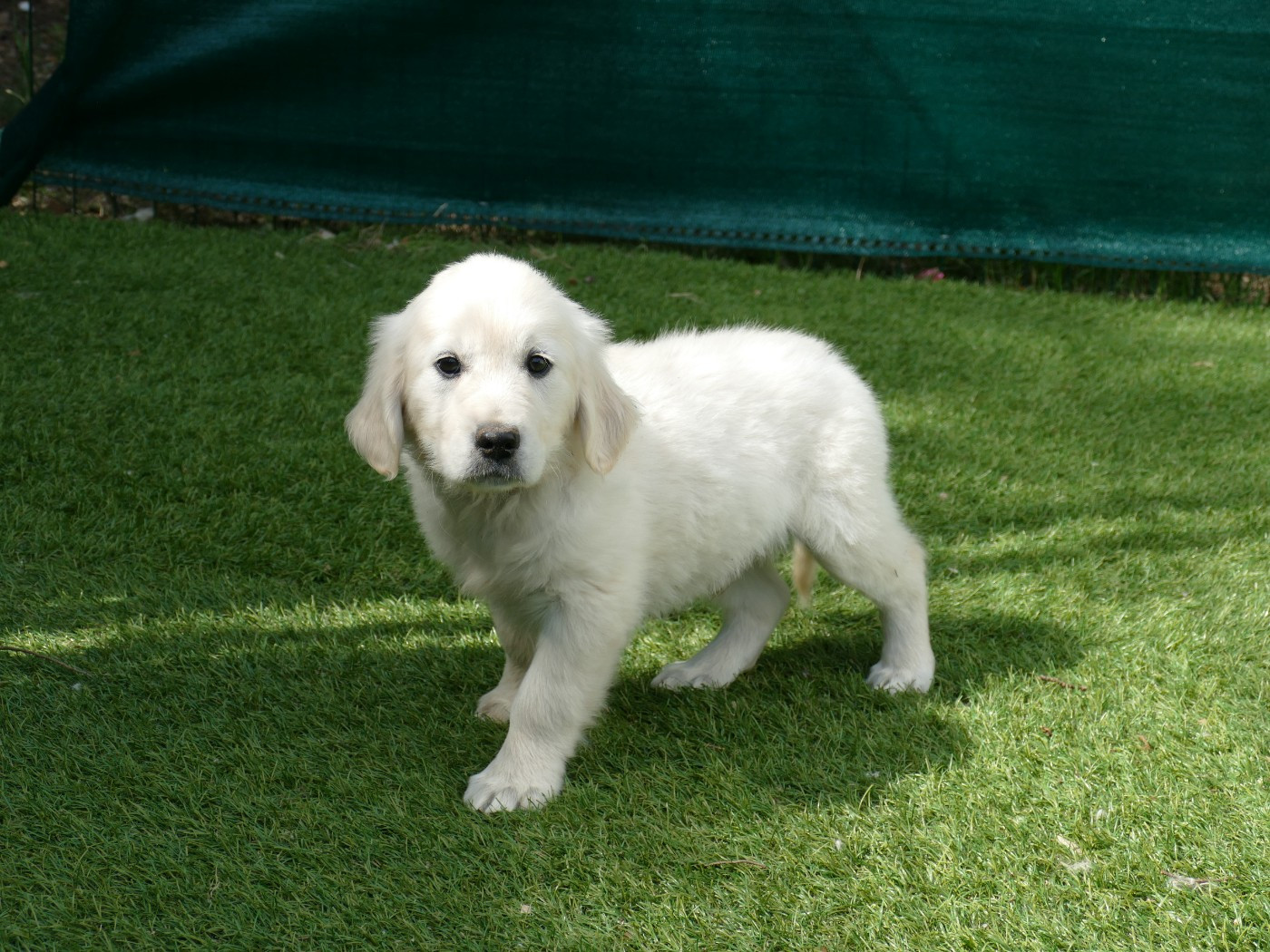 Du Temps Des Amazones - Chiots disponibles - Golden Retriever