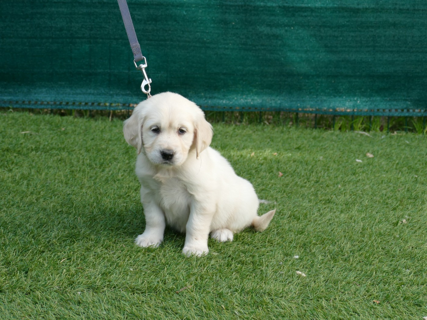 Du Temps Des Amazones - Chiots disponibles - Golden Retriever