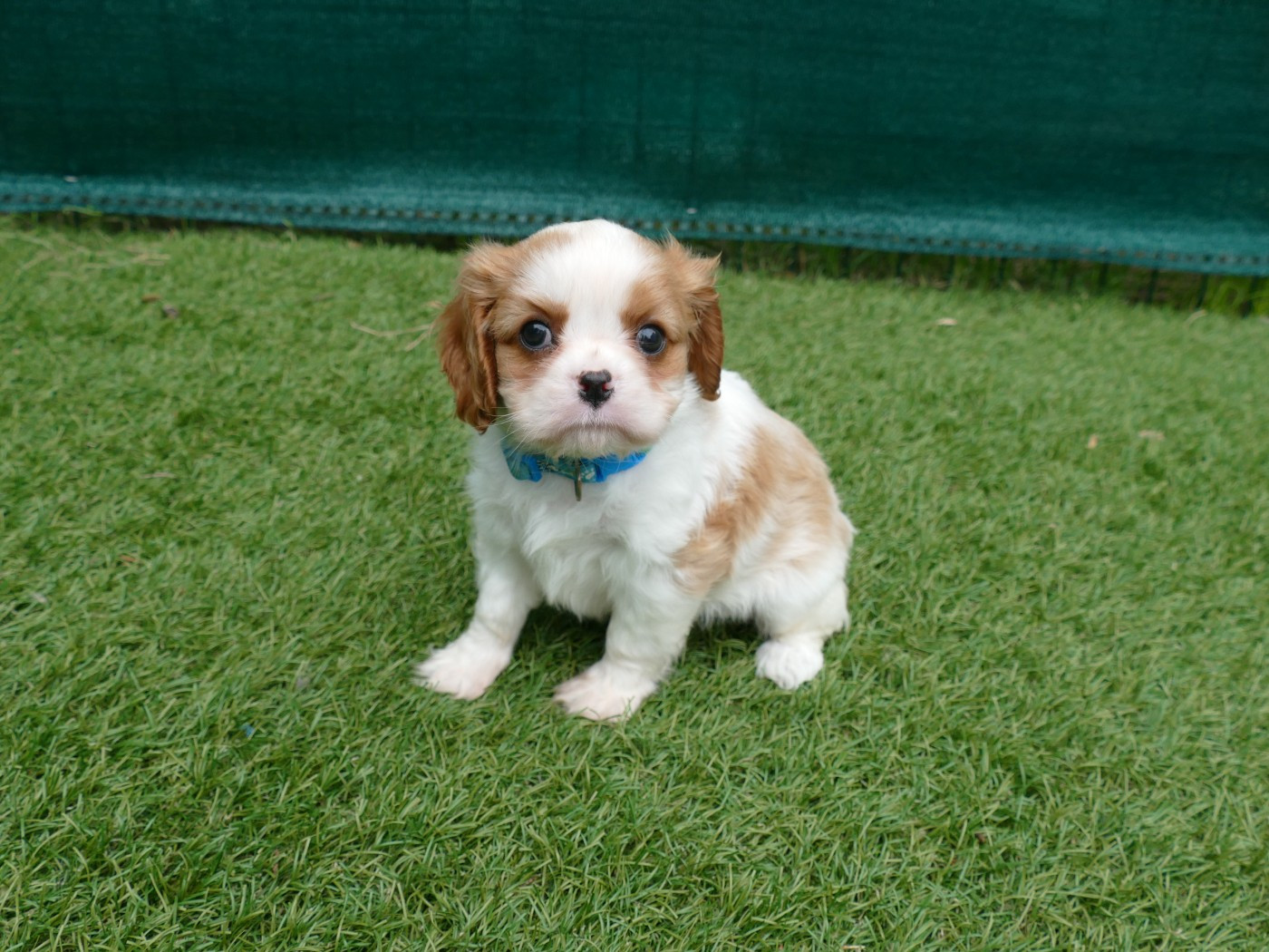 Du Temps Des Amazones - Chiots disponibles - Cavalier King Charles Spaniel