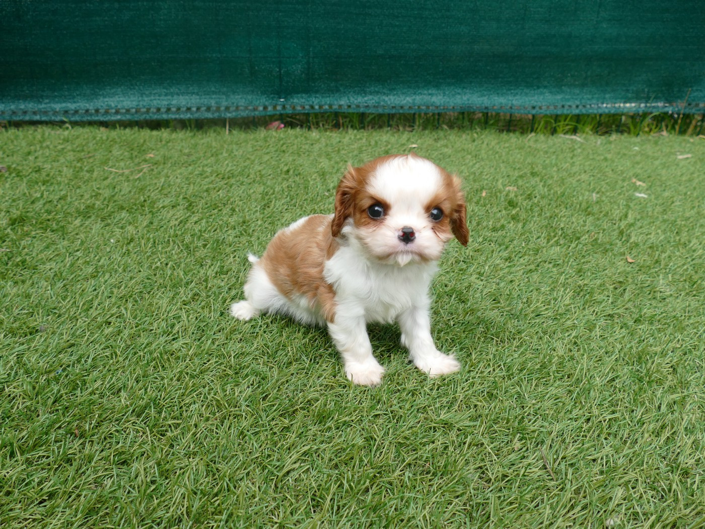 Du Temps Des Amazones - Chiots disponibles - Cavalier King Charles Spaniel