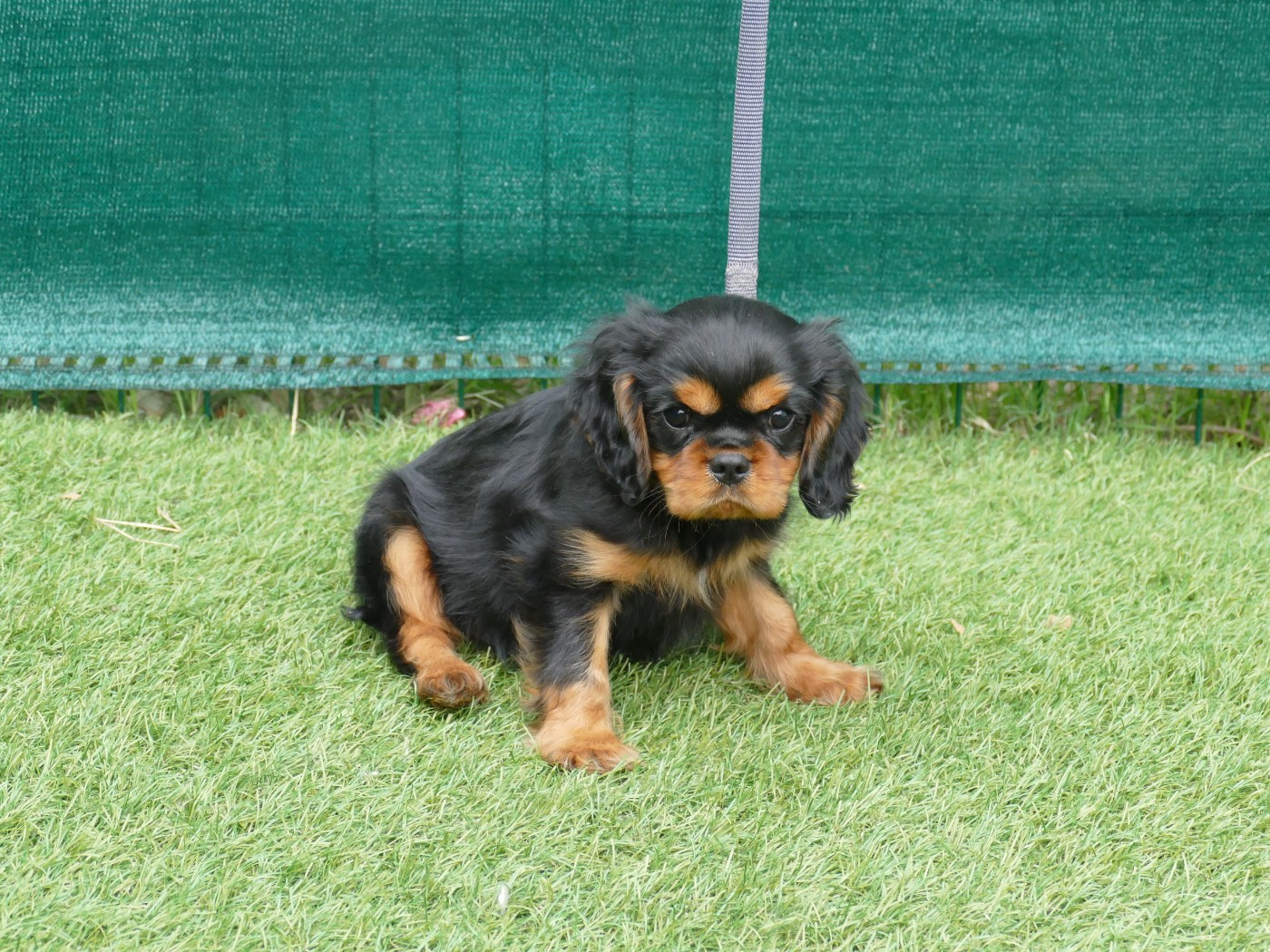 Du Temps Des Amazones - Chiots disponibles - Cavalier King Charles Spaniel