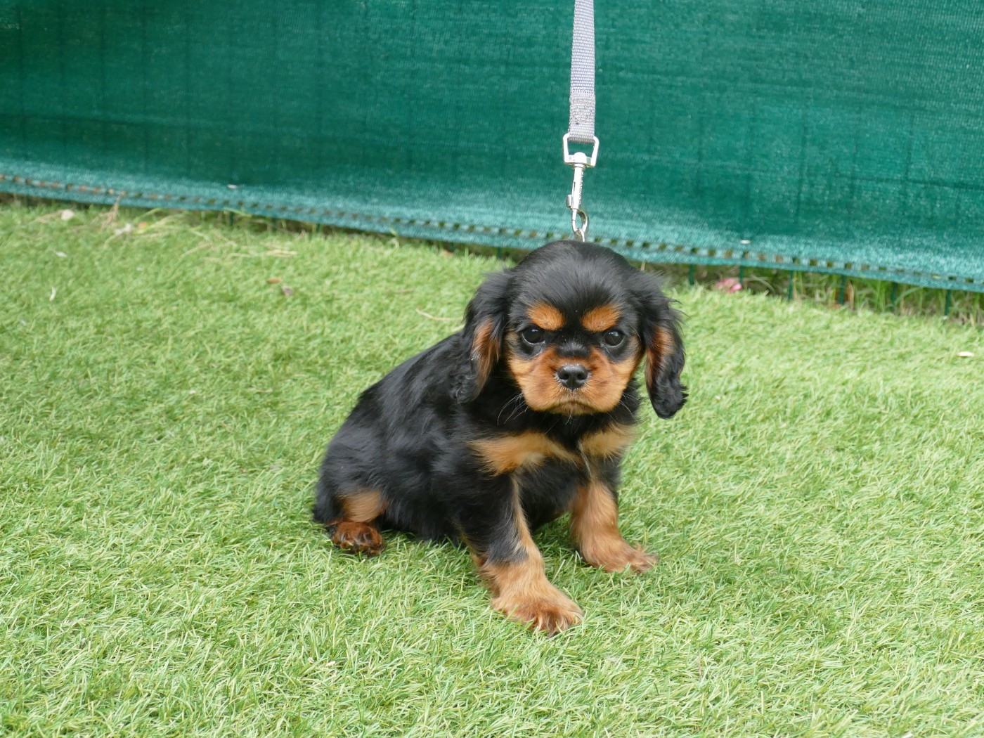 Du Temps Des Amazones - Chiots disponibles - Cavalier King Charles Spaniel