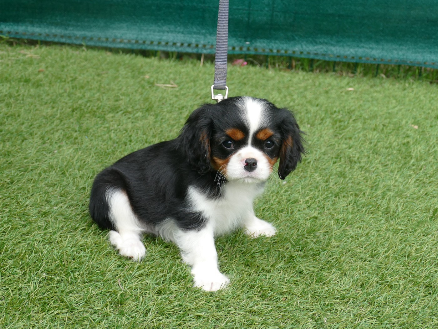 Du Temps Des Amazones - Chiots disponibles - Cavalier King Charles Spaniel