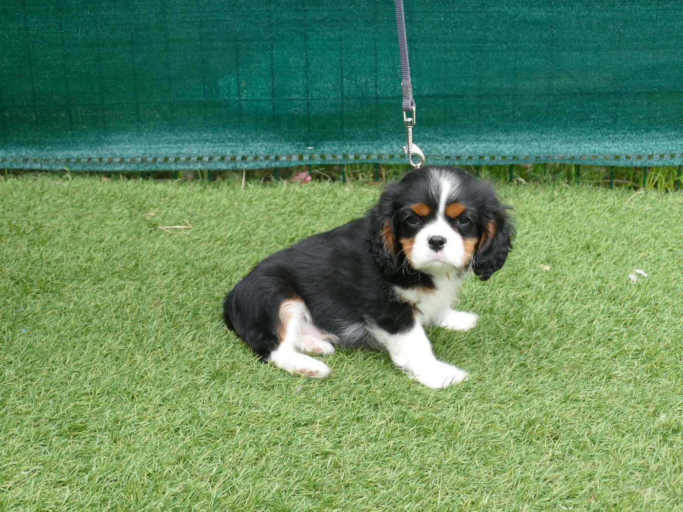 Du Temps Des Amazones - Chiots disponibles - Cavalier King Charles Spaniel