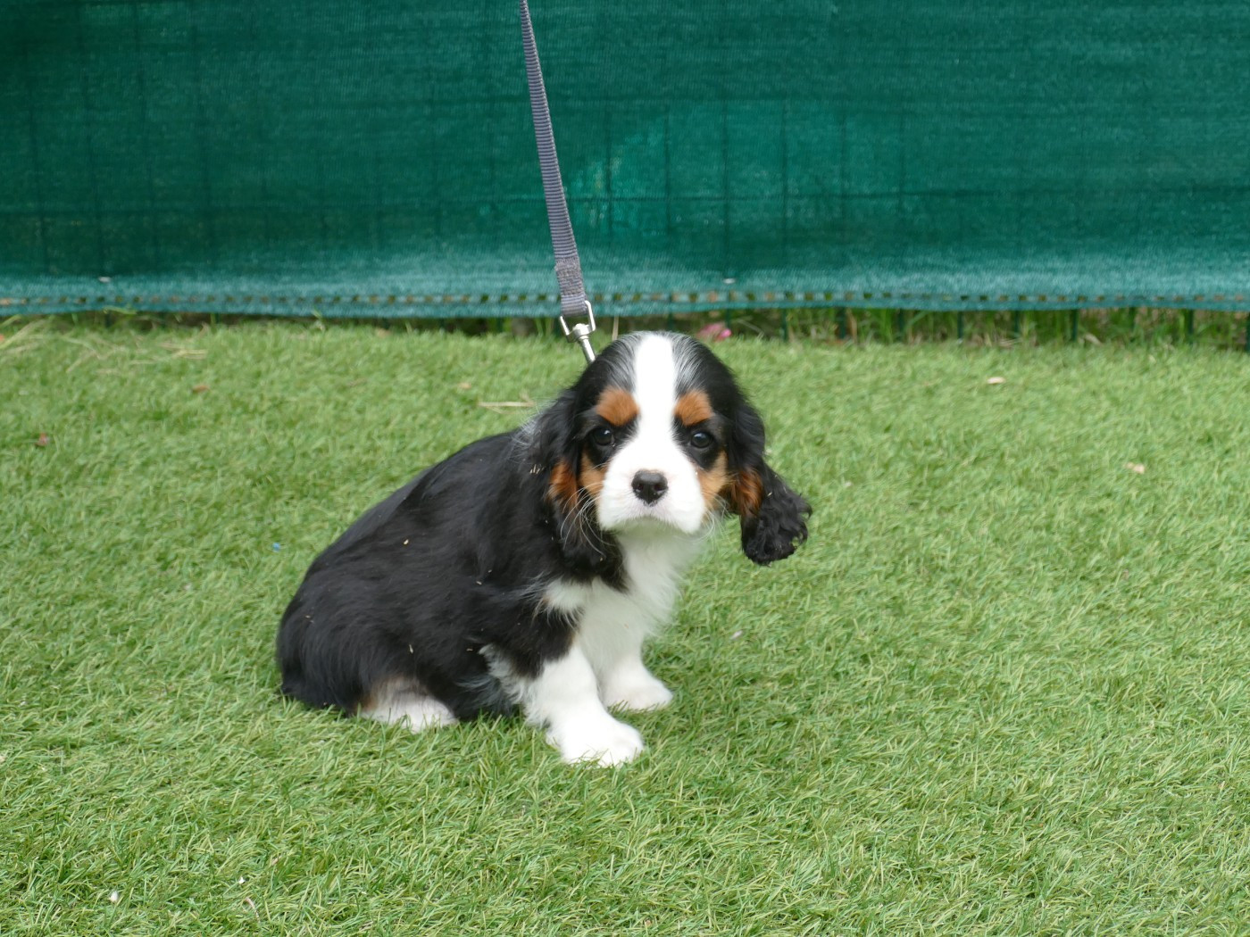 Du Temps Des Amazones - Chiots disponibles - Cavalier King Charles Spaniel