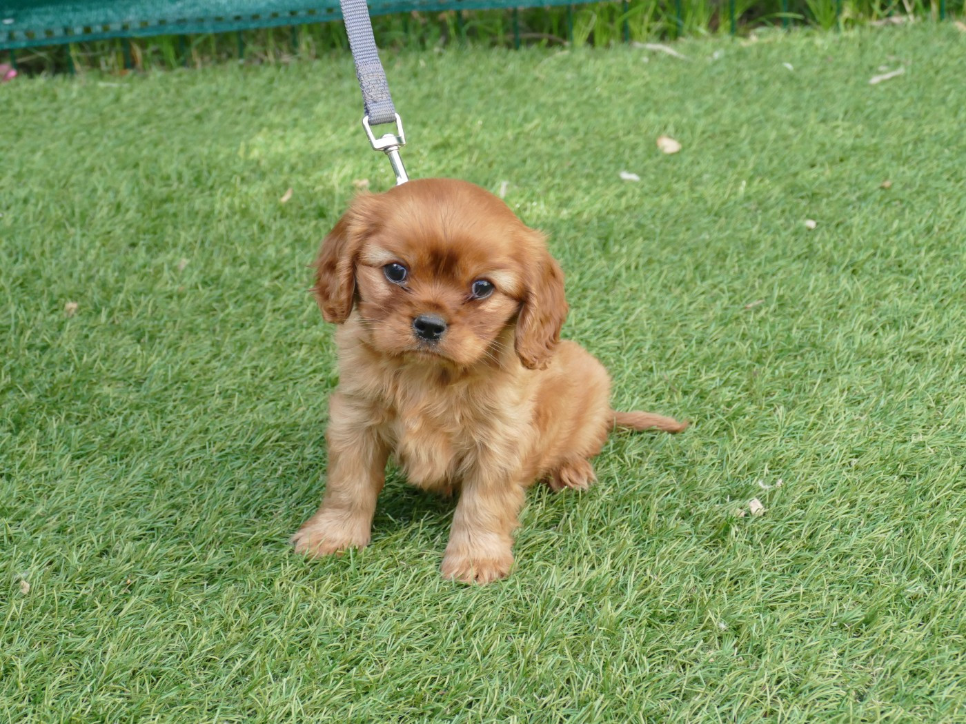 Du Temps Des Amazones - Chiots disponibles - Cavalier King Charles Spaniel